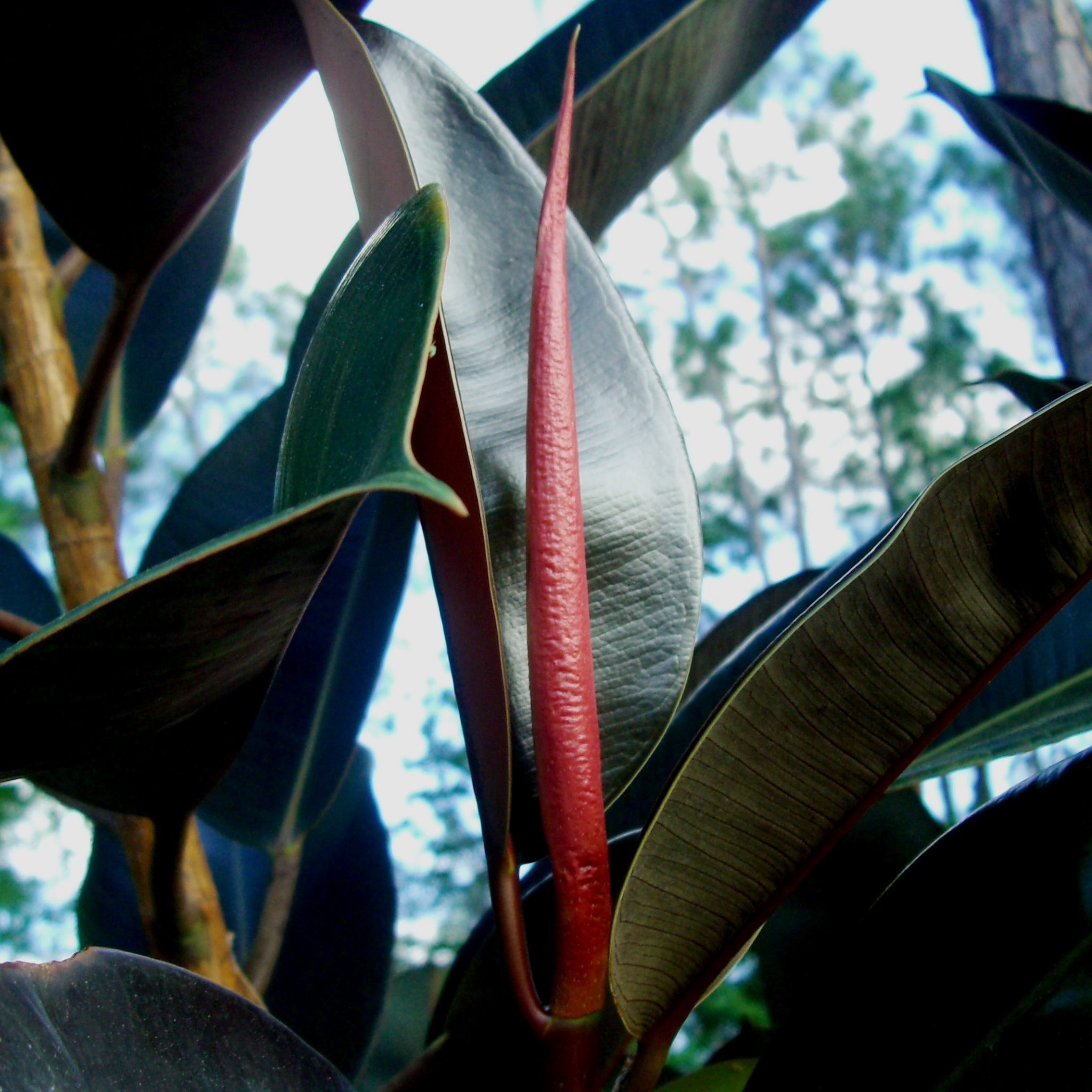 Burgundy Rubber Tree Plant - Ficus elastica Burgundy