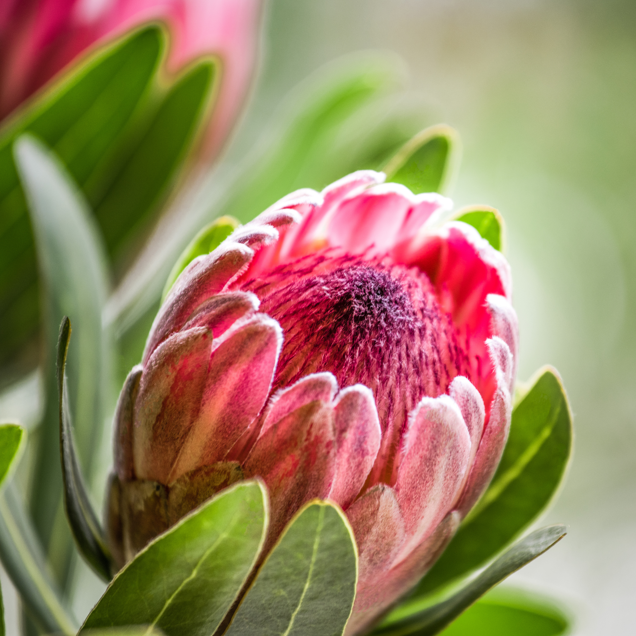 Close-up of a pink protea flower bud with green leaves.