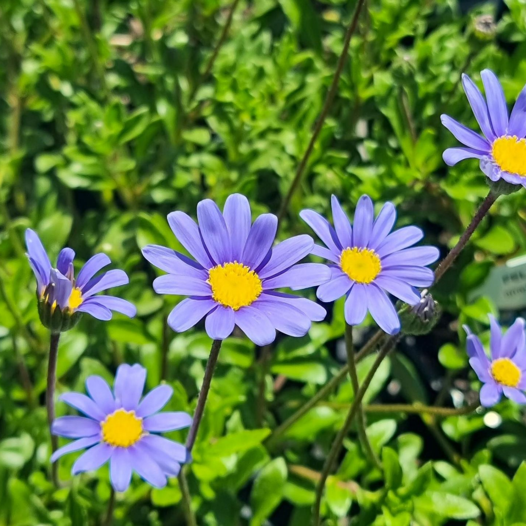 Blue Marguerite - Felicia amelloides