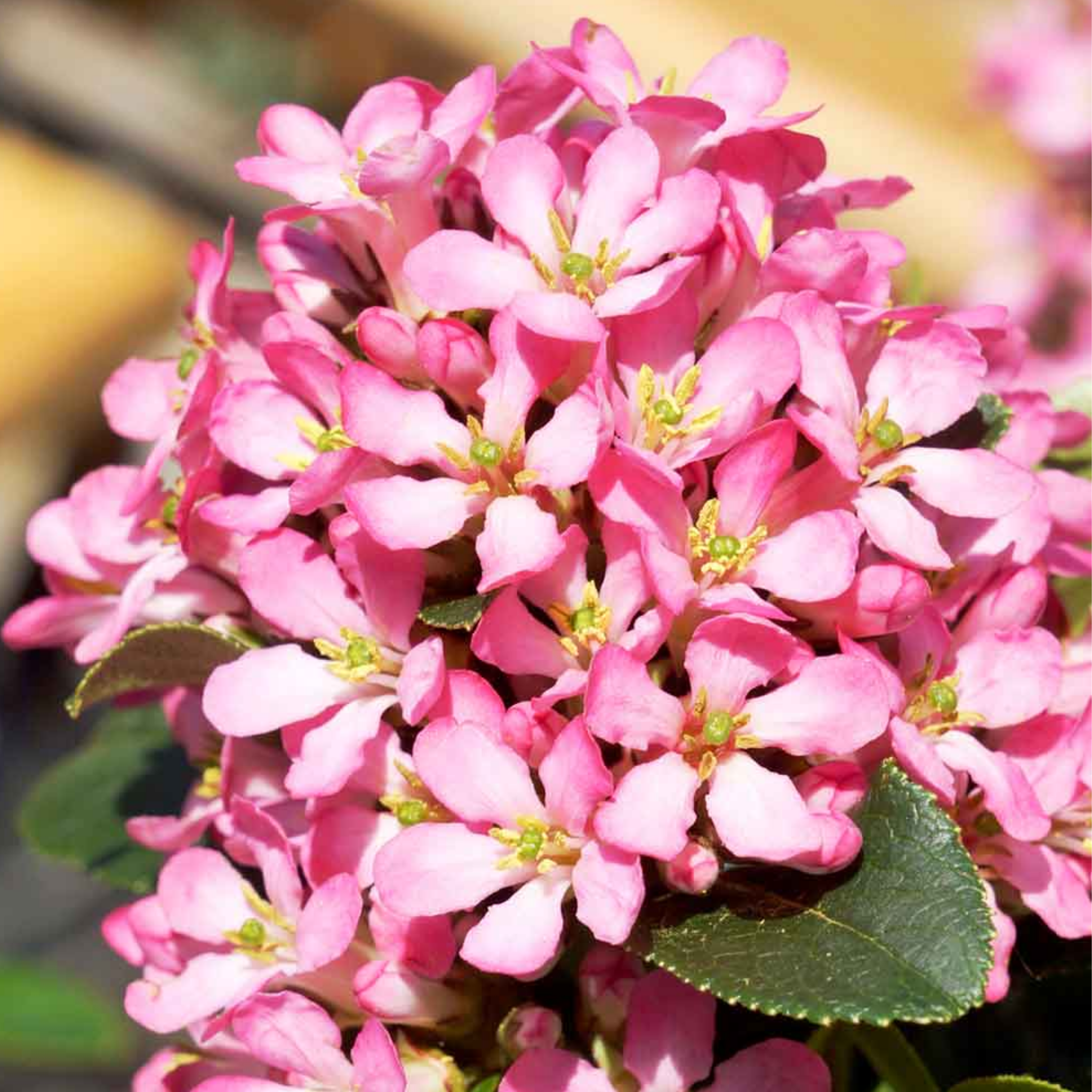 Escallonia laevis 'Pink Elle' PBR