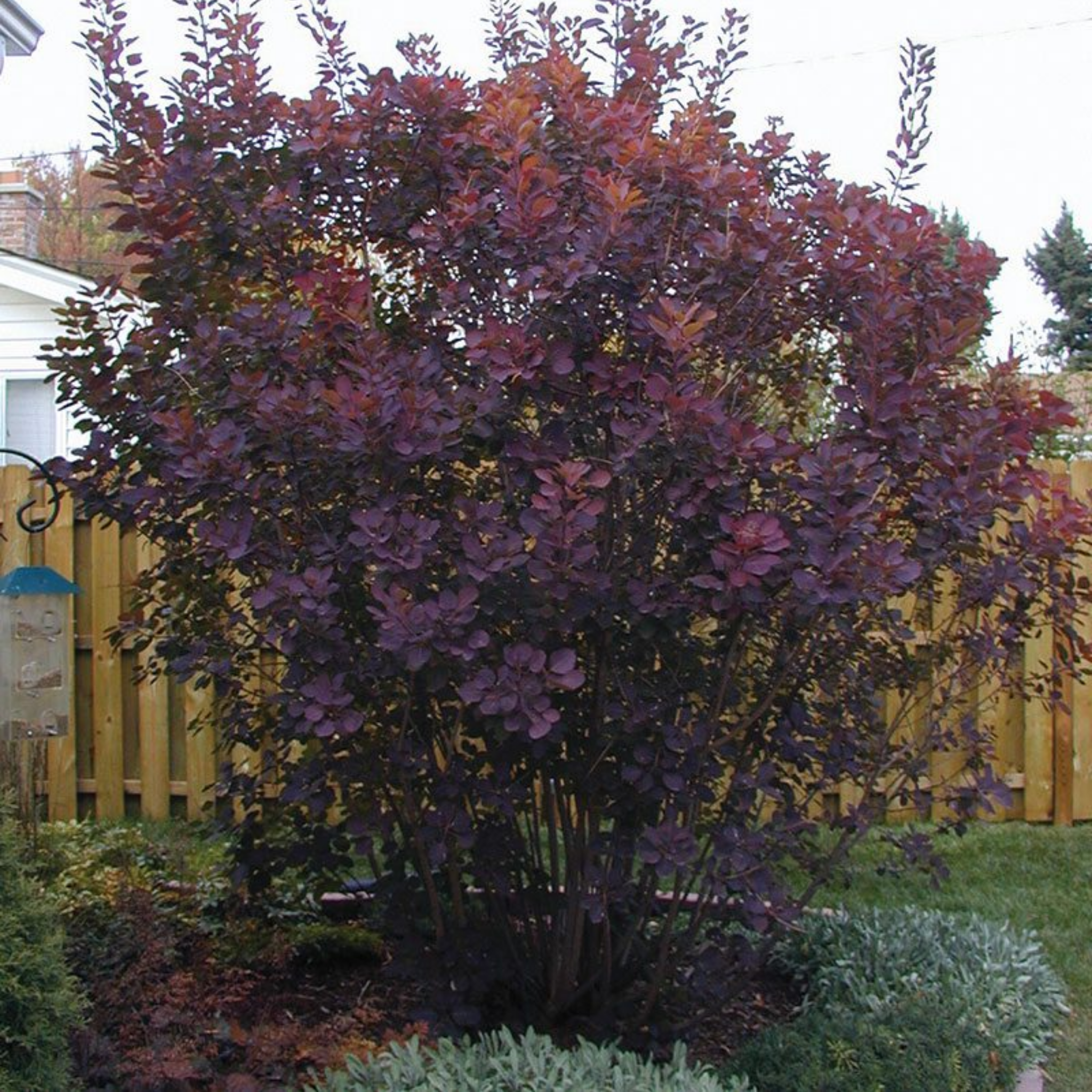 Cotinus coggygria Royal Purple Smoke Tree - Cotinus coggygria Royal Purple
