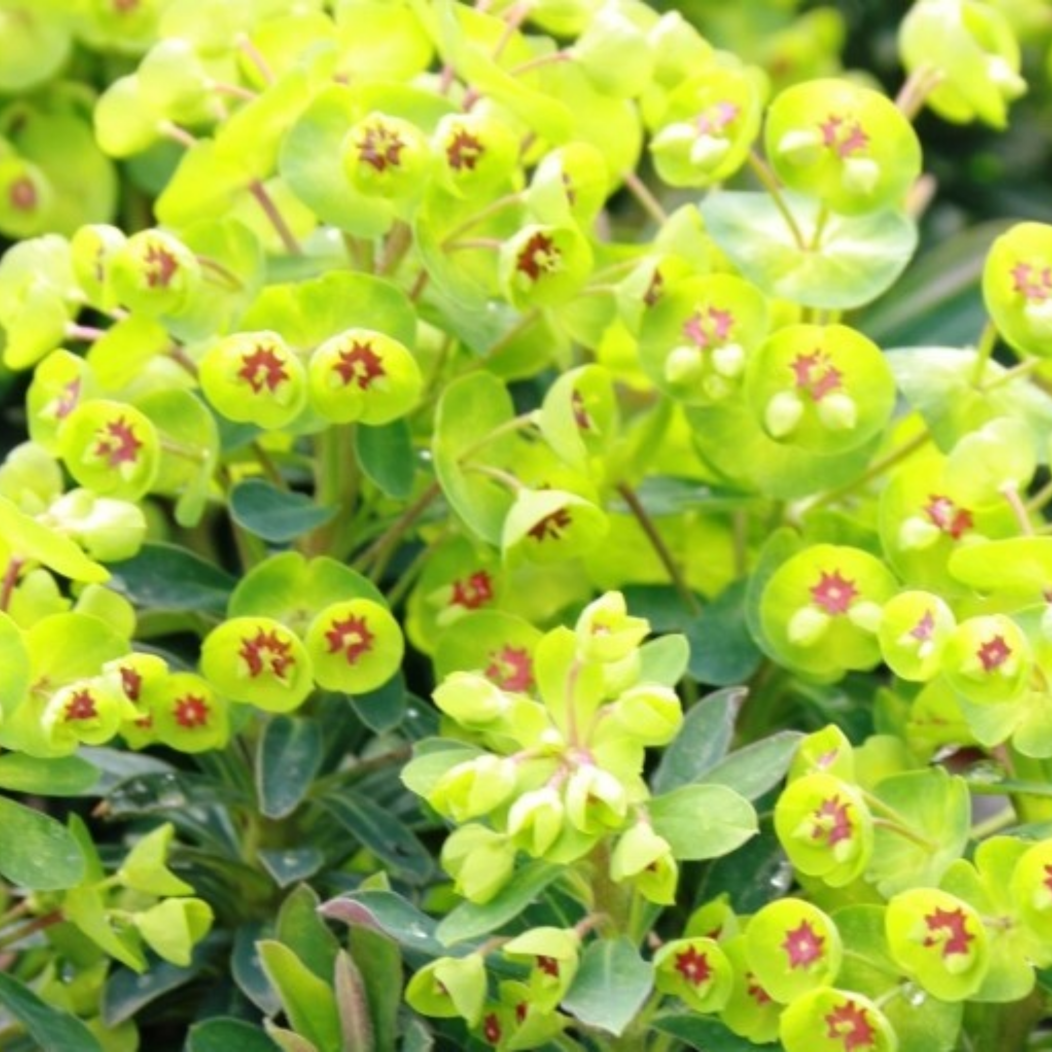 Mediterranean Spurge - Euphorbia characias wulfenii