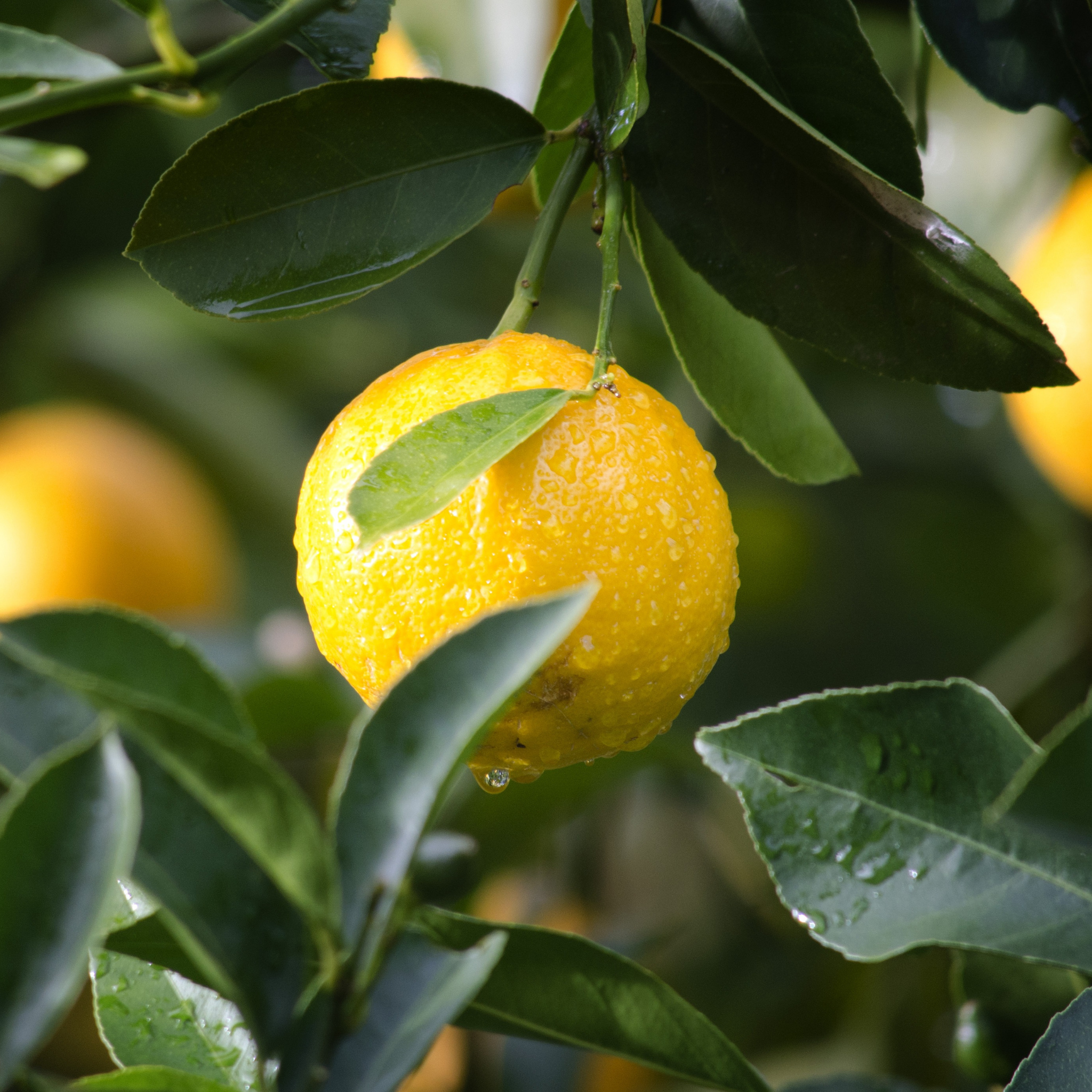 Dwarf Lemonicious Lemon - Citrus limon Lemonicious
