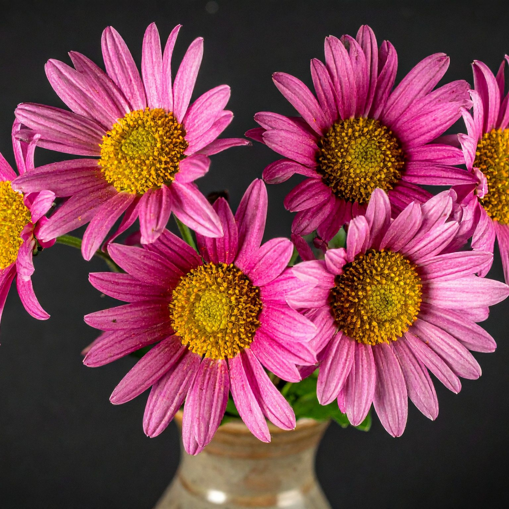 Stiff Daisy Fresco Candy - Brachyscome angustifolia 'Fresco Candy'
