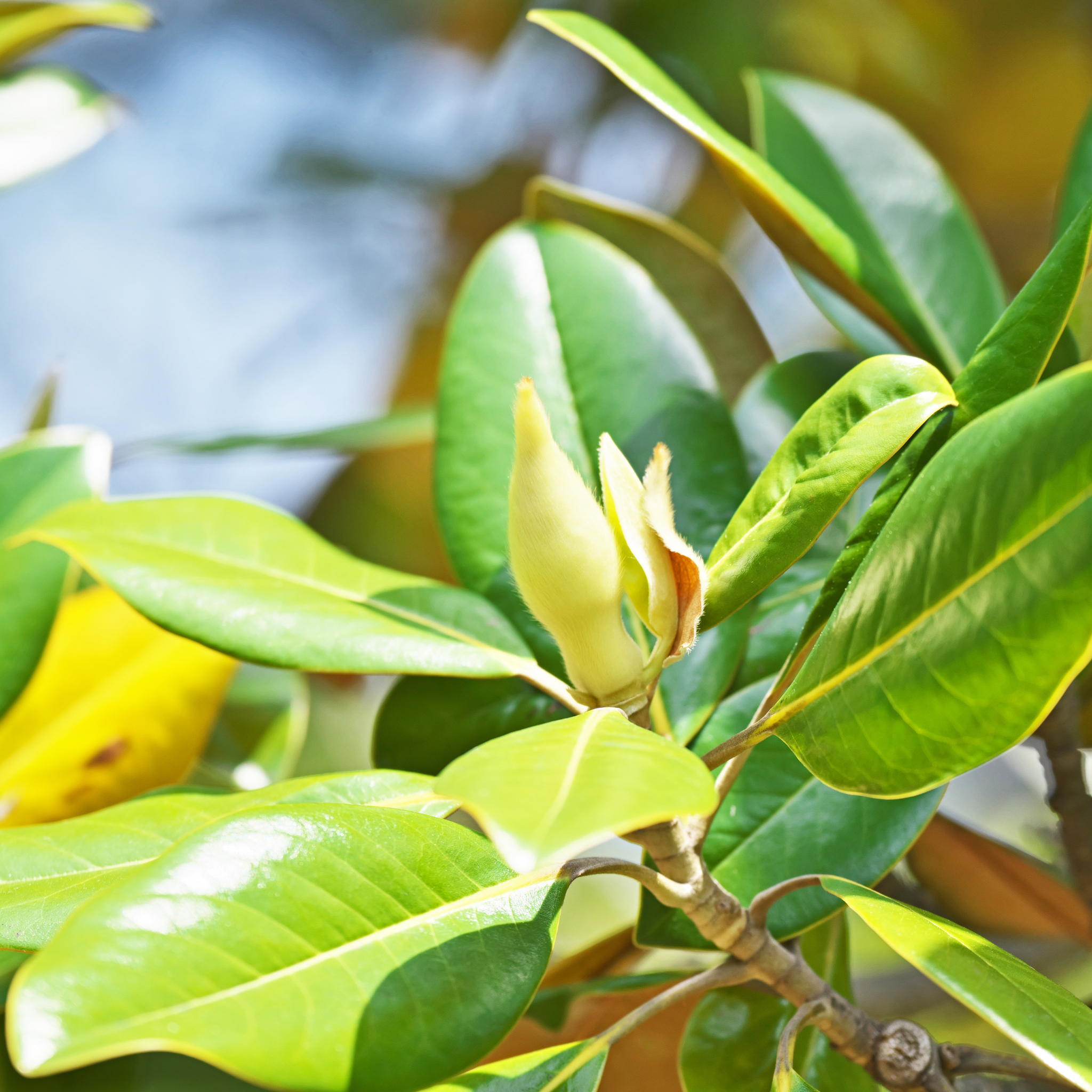 Magnolia Greenback - Magnolia grandiflora Greenback