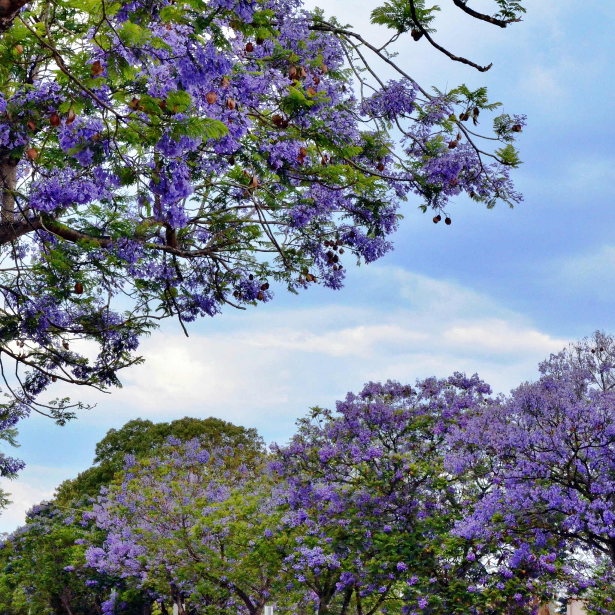 Blue Jacaranda - Jacaranda mimosifolia