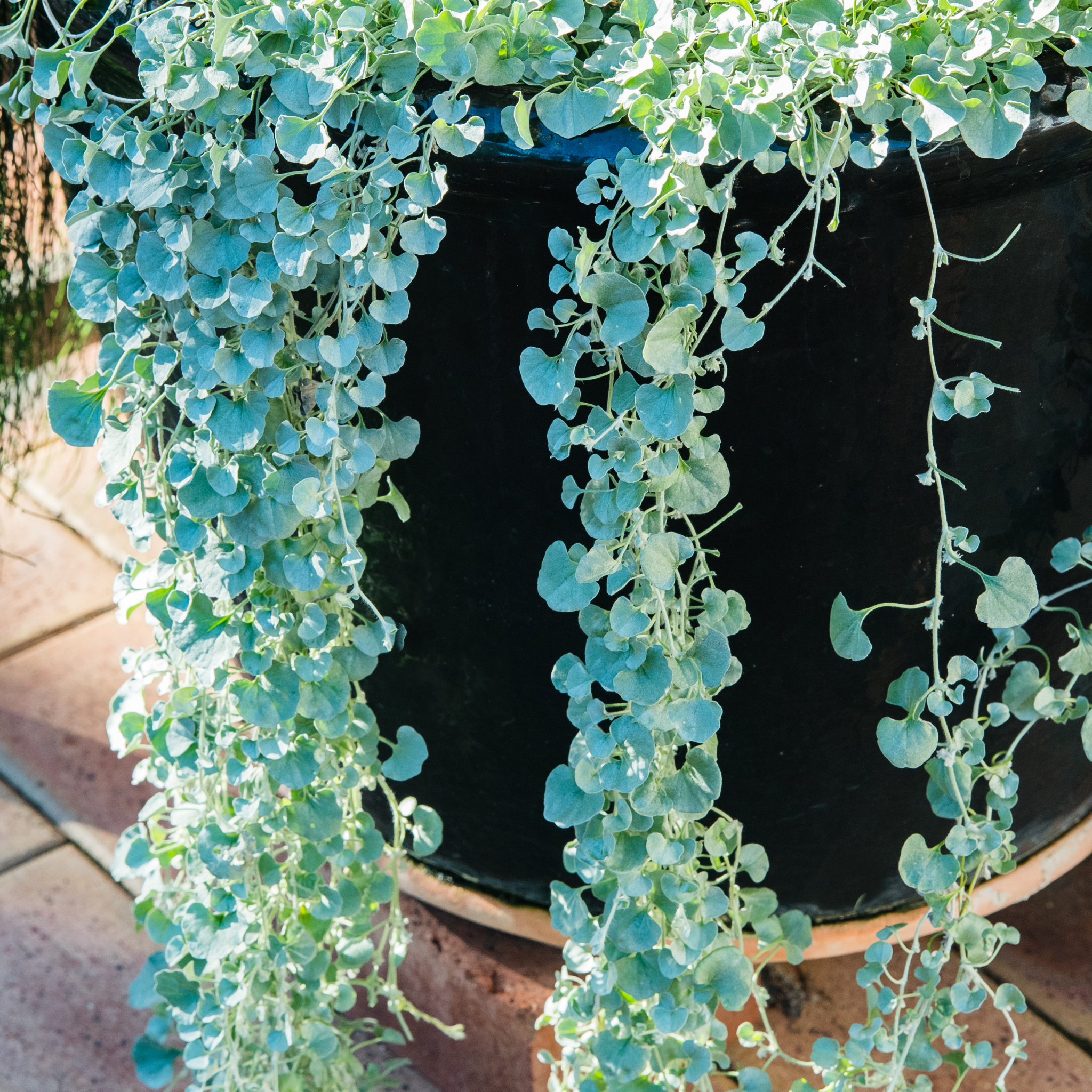 Silver Kidney Grass - Dichondra argentea Silver Falls
