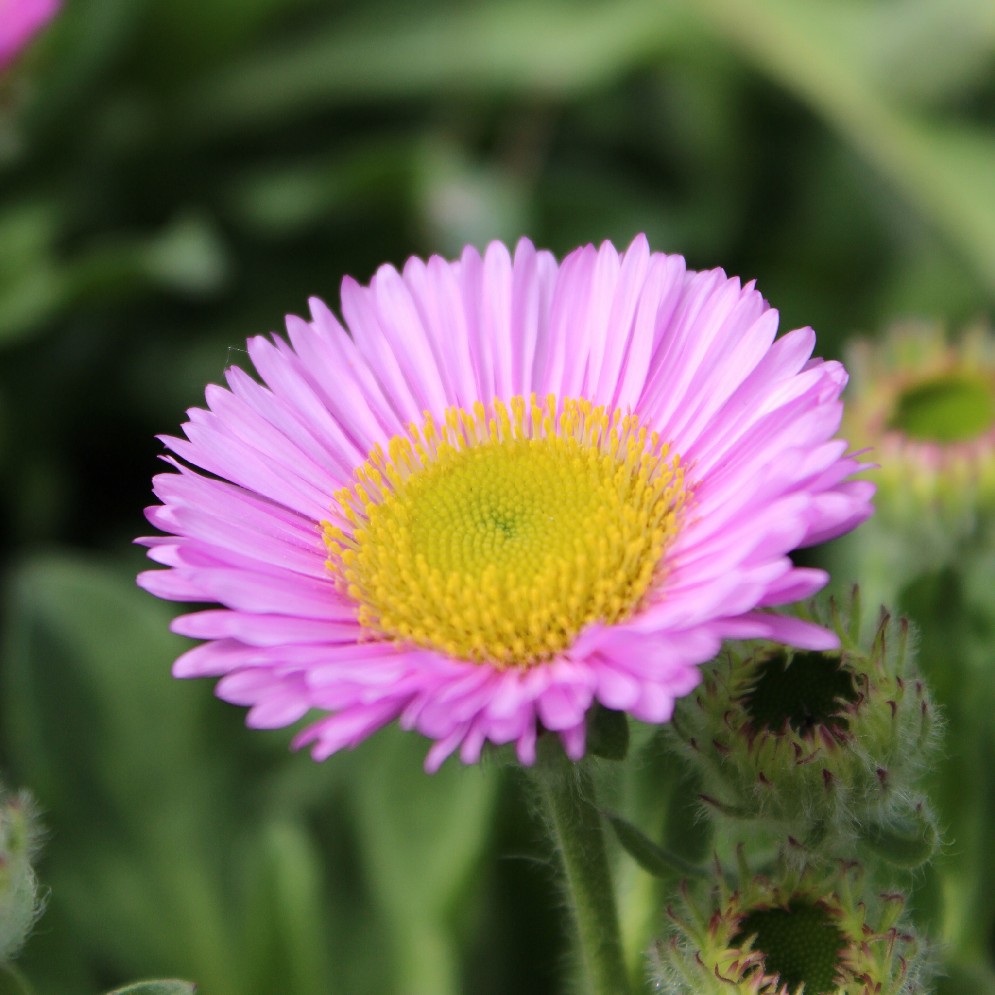 Seaside Daisy - Erigeron karvinskianus