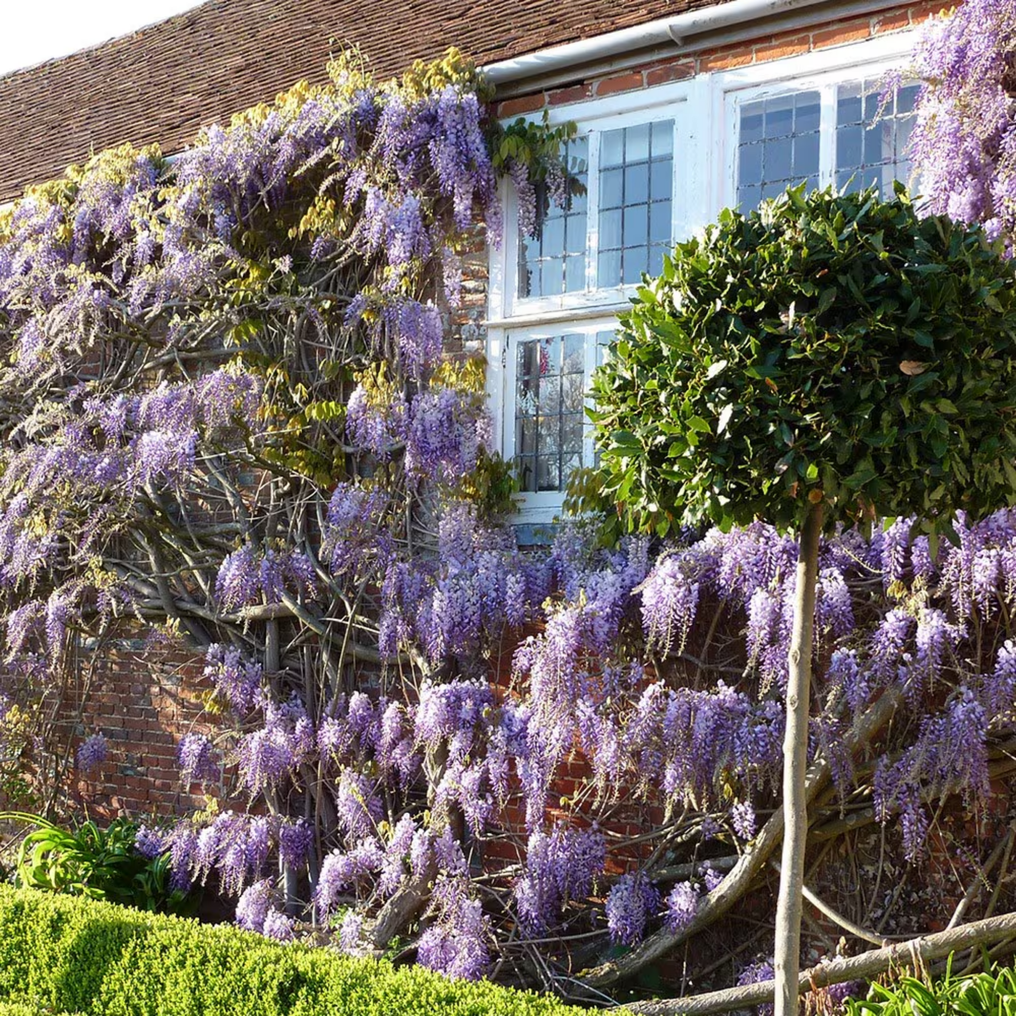 Chinese Wisteria - Wisteria sinensis