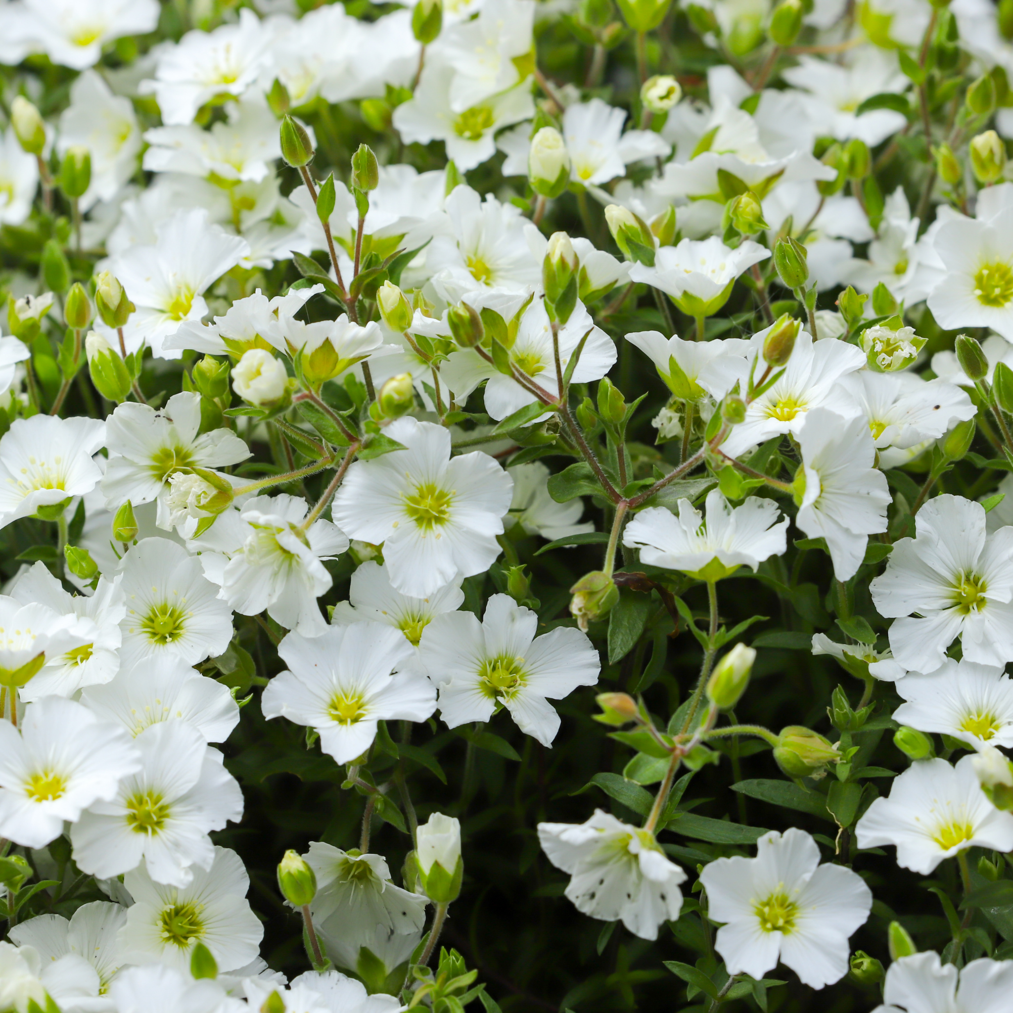 Mountain Sandwort - Arenaria montana