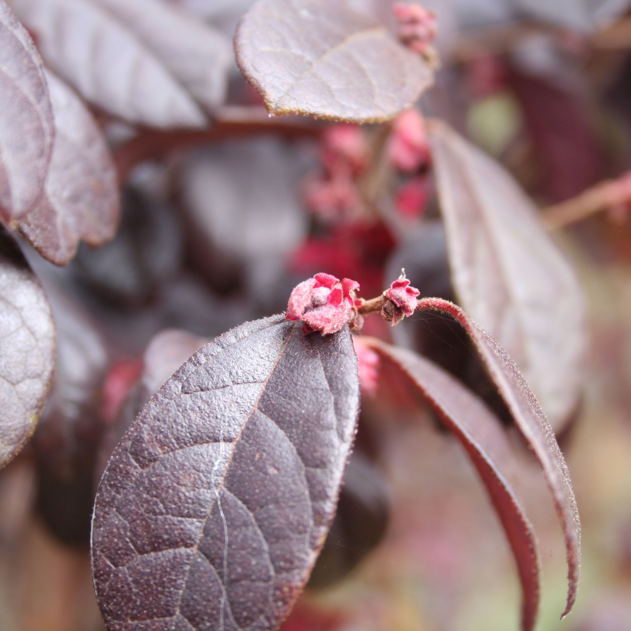 Plum Delight Pink Chinese Fringe Flower - Loropetalum chinense rubrum