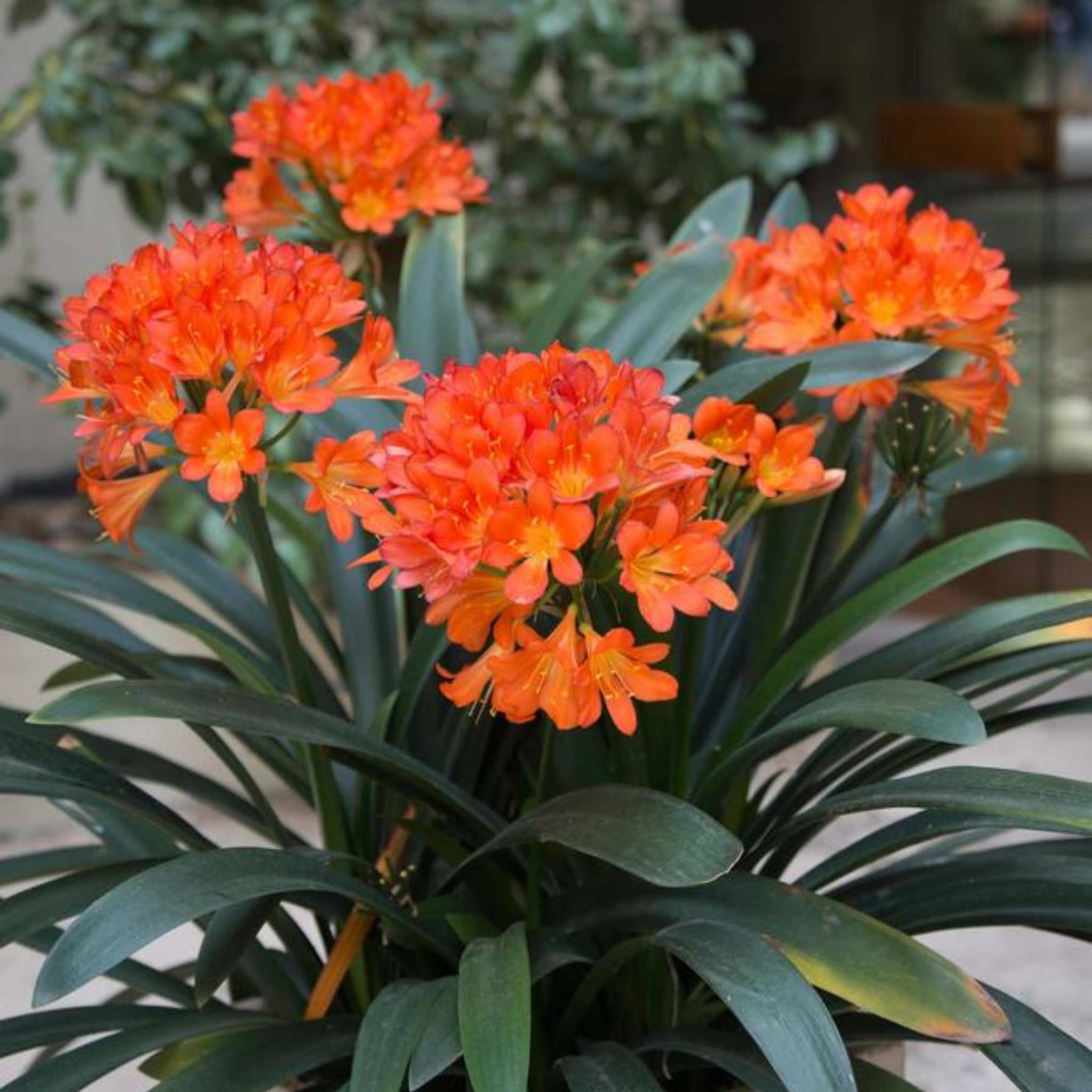 Orange flowers with green leaves in a garden setting