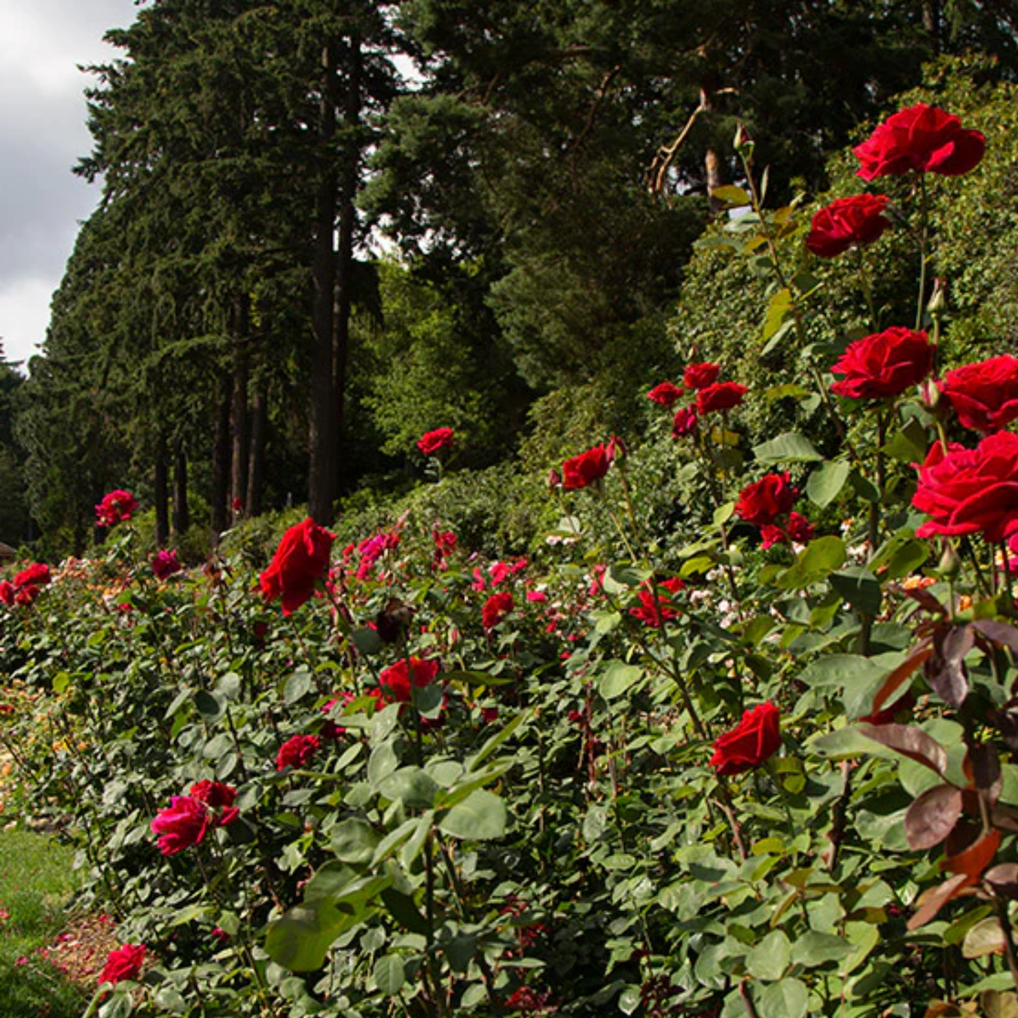 Hybrid Tea Rose - Rosa Mister Lincoln