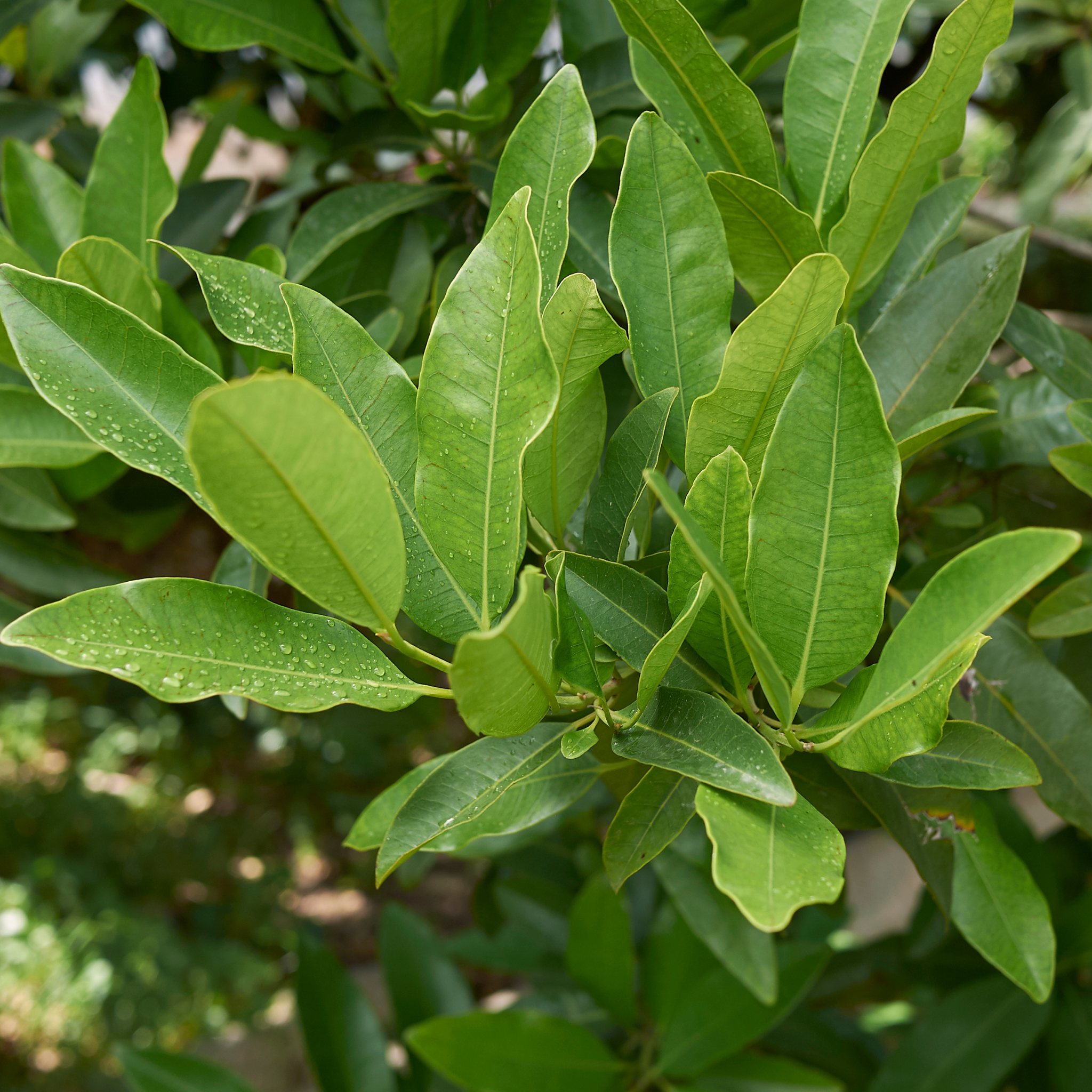Dwarf Bay Laurel Tree - Laurus nobilis Baby Bay