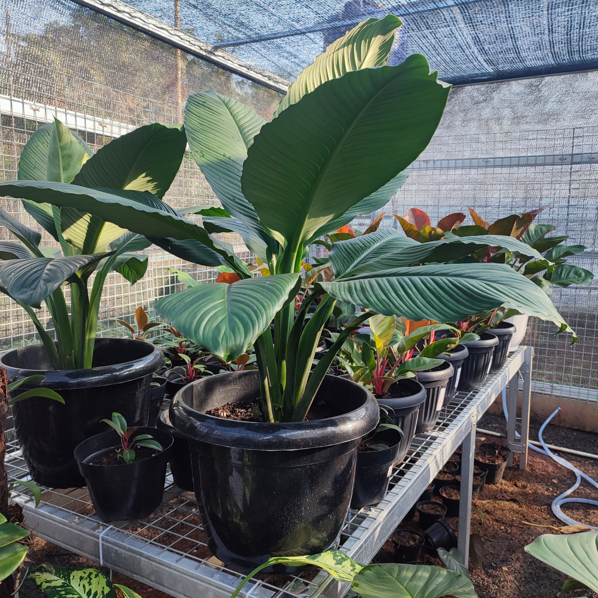 Giant White Bird of Paradise - Strelitzia nicolai