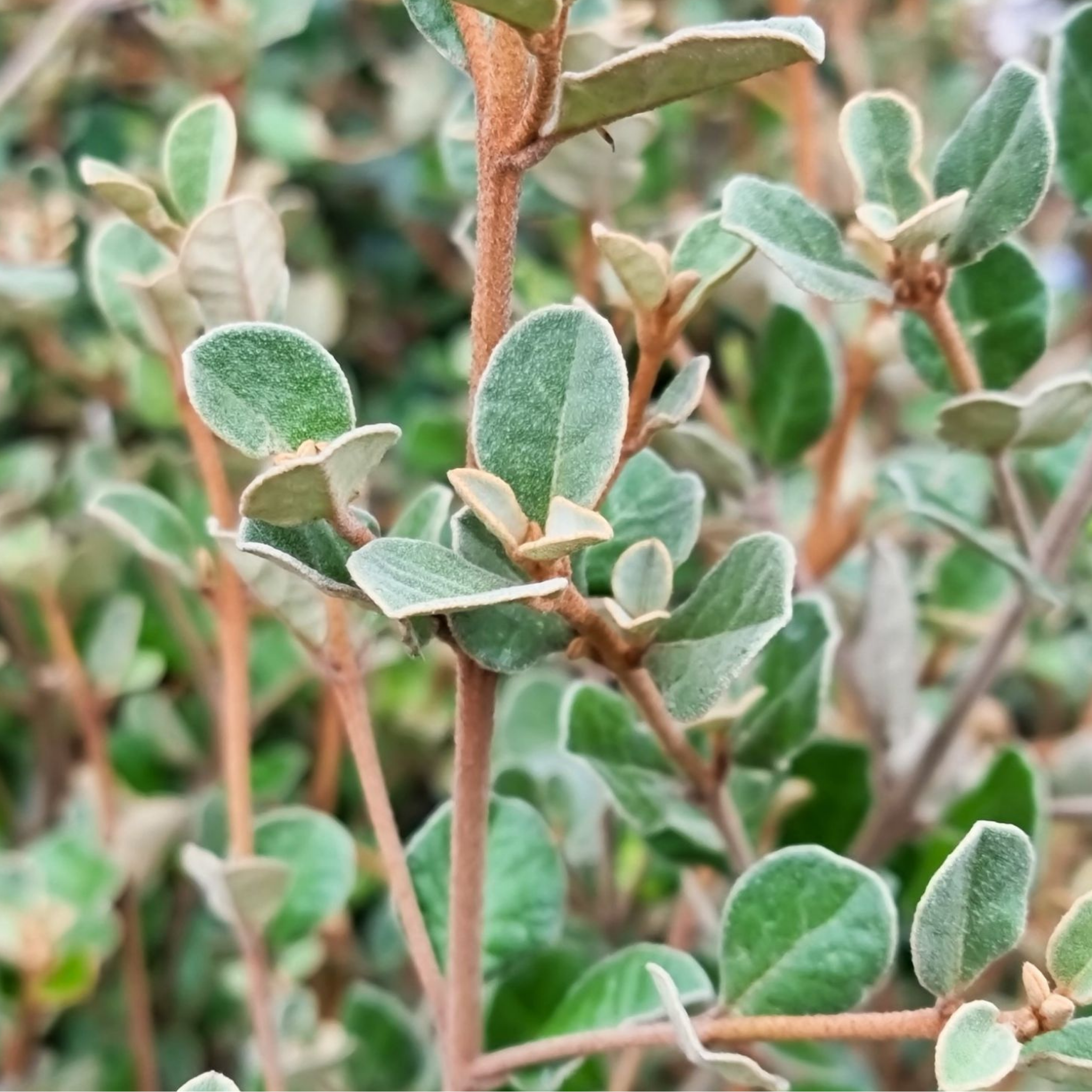 White Correa - Correa alba