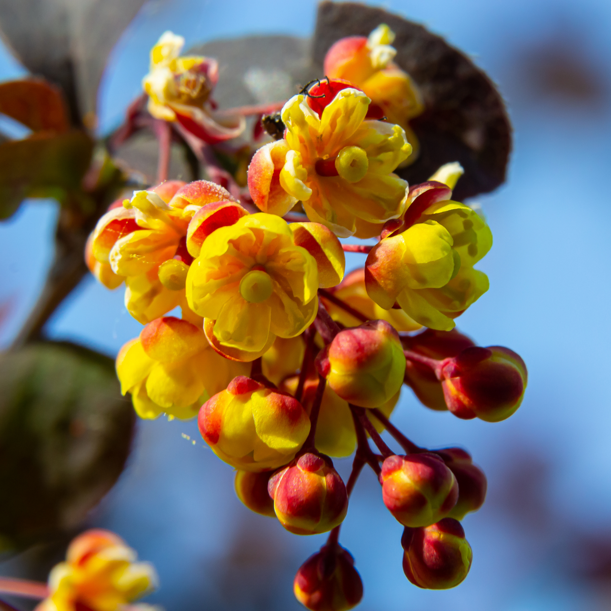 Purple Japanese Barberry Rose Glow - Berberis thunbergii atropurpurea 'Rose Glow'