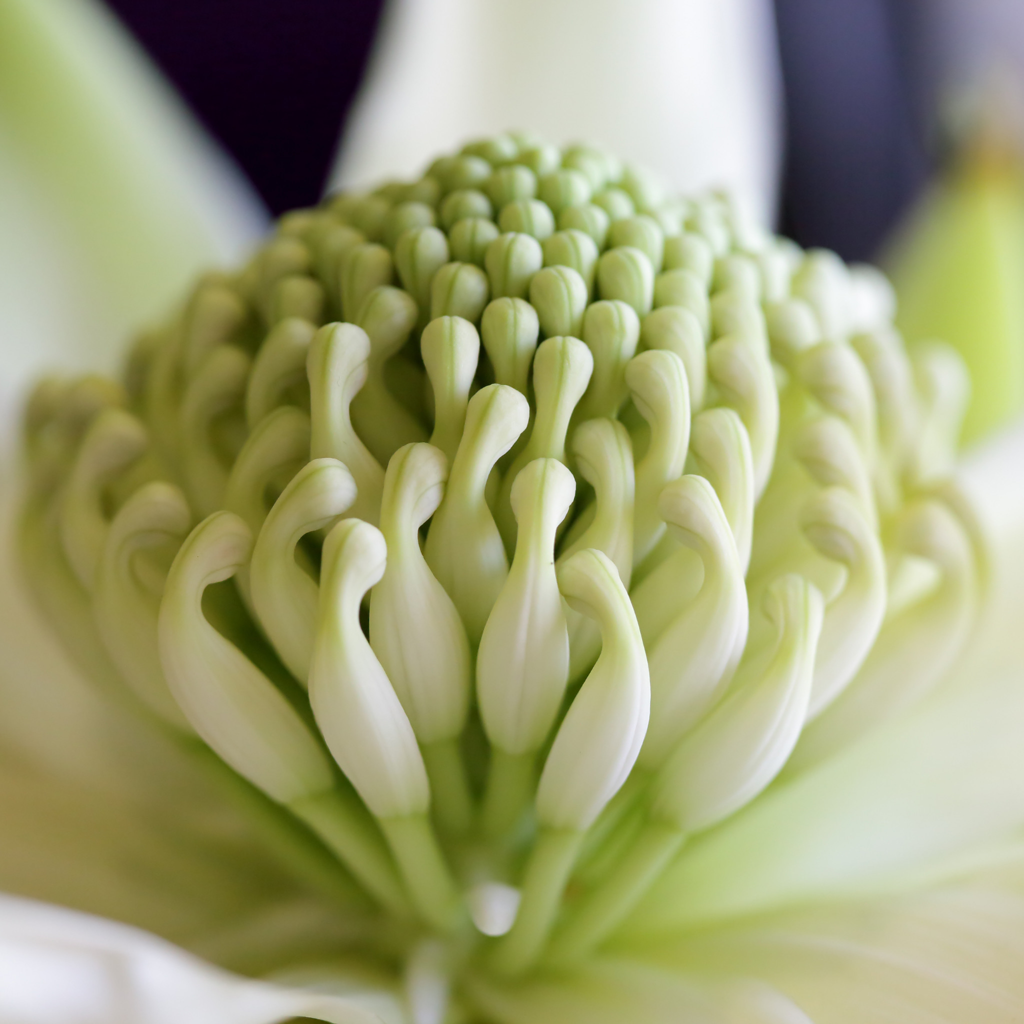 Waratah 'Shady Lady White' - Telopea speciosissima oreades Shady Lady White