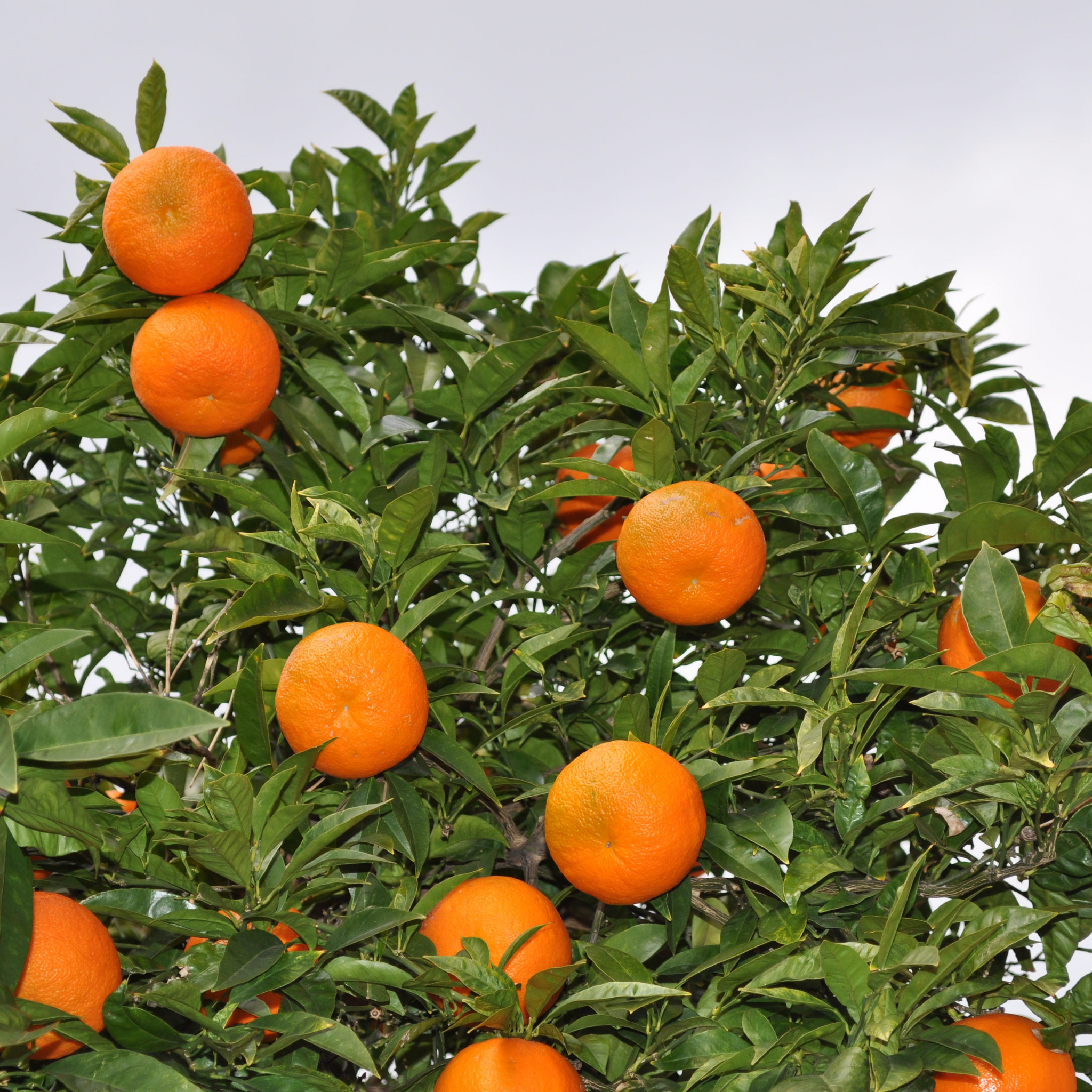 Dwarf Orange Tree (Washington Navel) - Citrus sinensis Washington Navel Dwarf