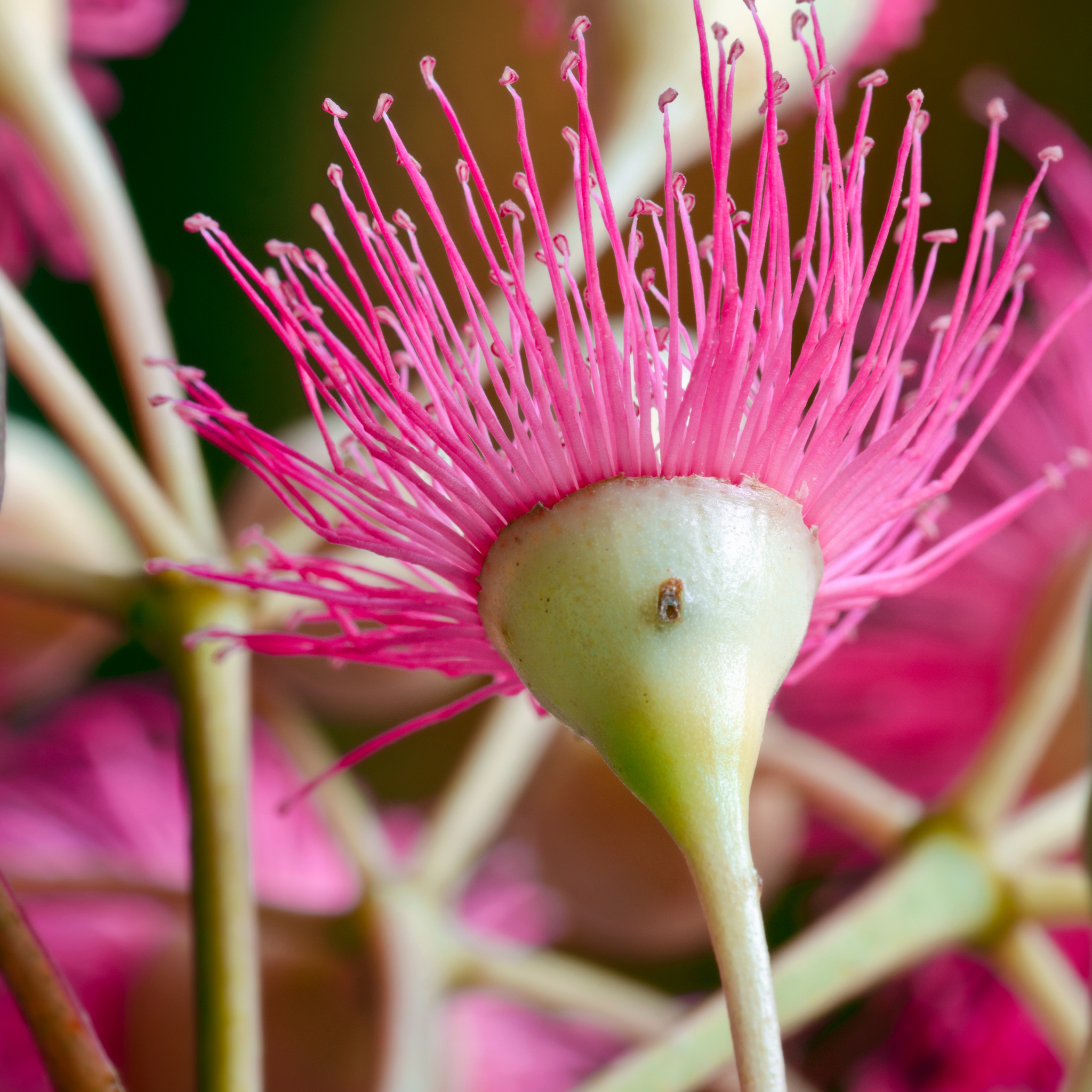Pink Flowering Ironbark - Eucalyptus sideroxylon Rosea