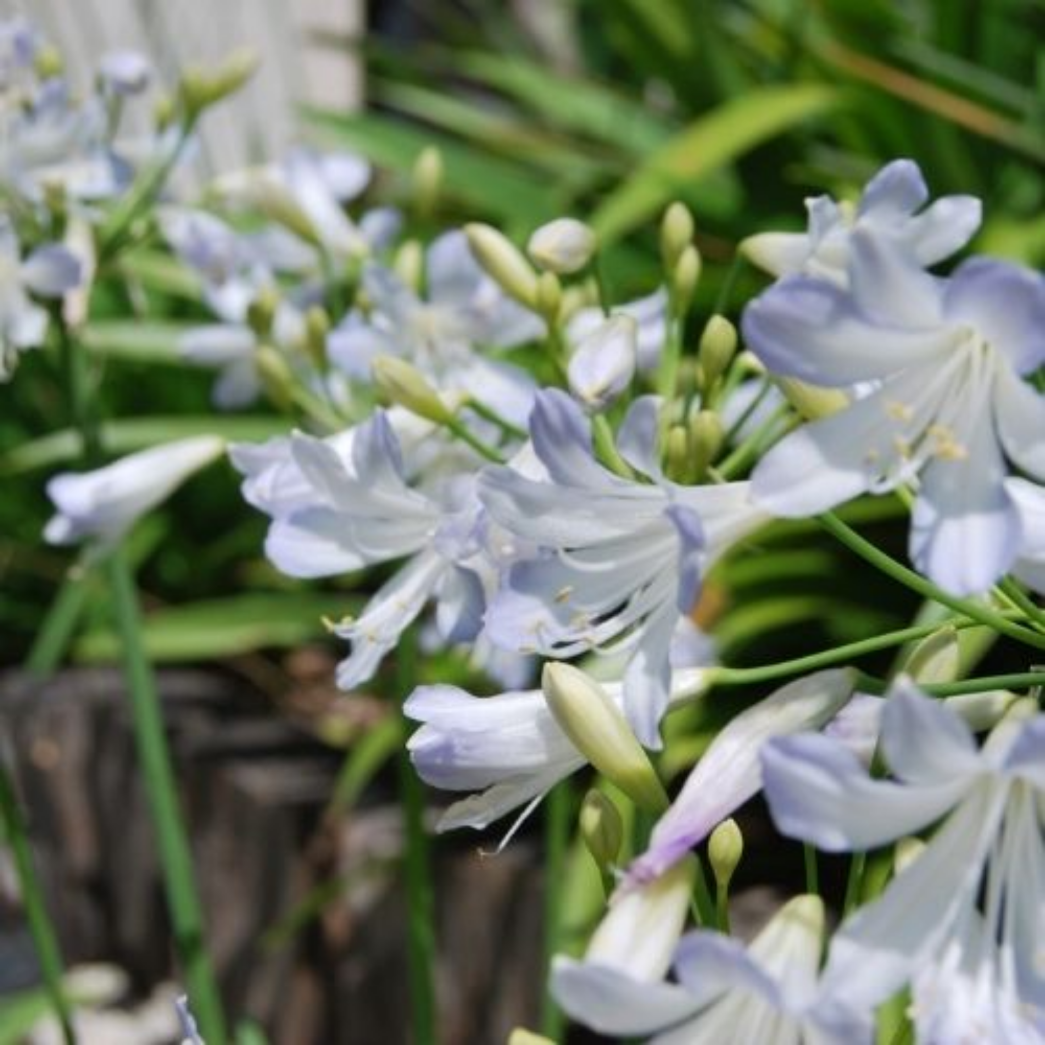 Agapanthus africanus 'Silver Baby' - Dwarf African Lily