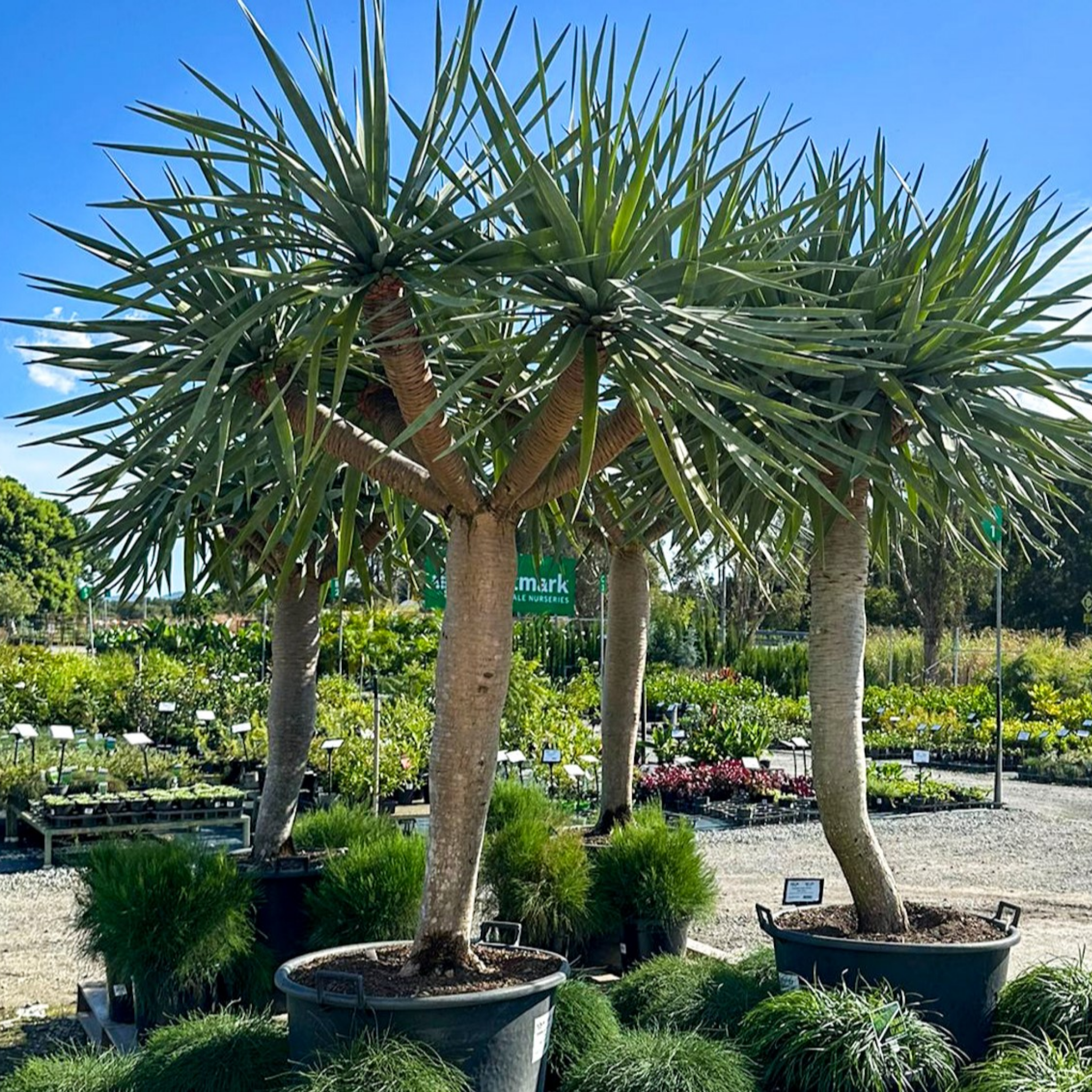 Canary Islands Dragon Tree - Dracaena draco