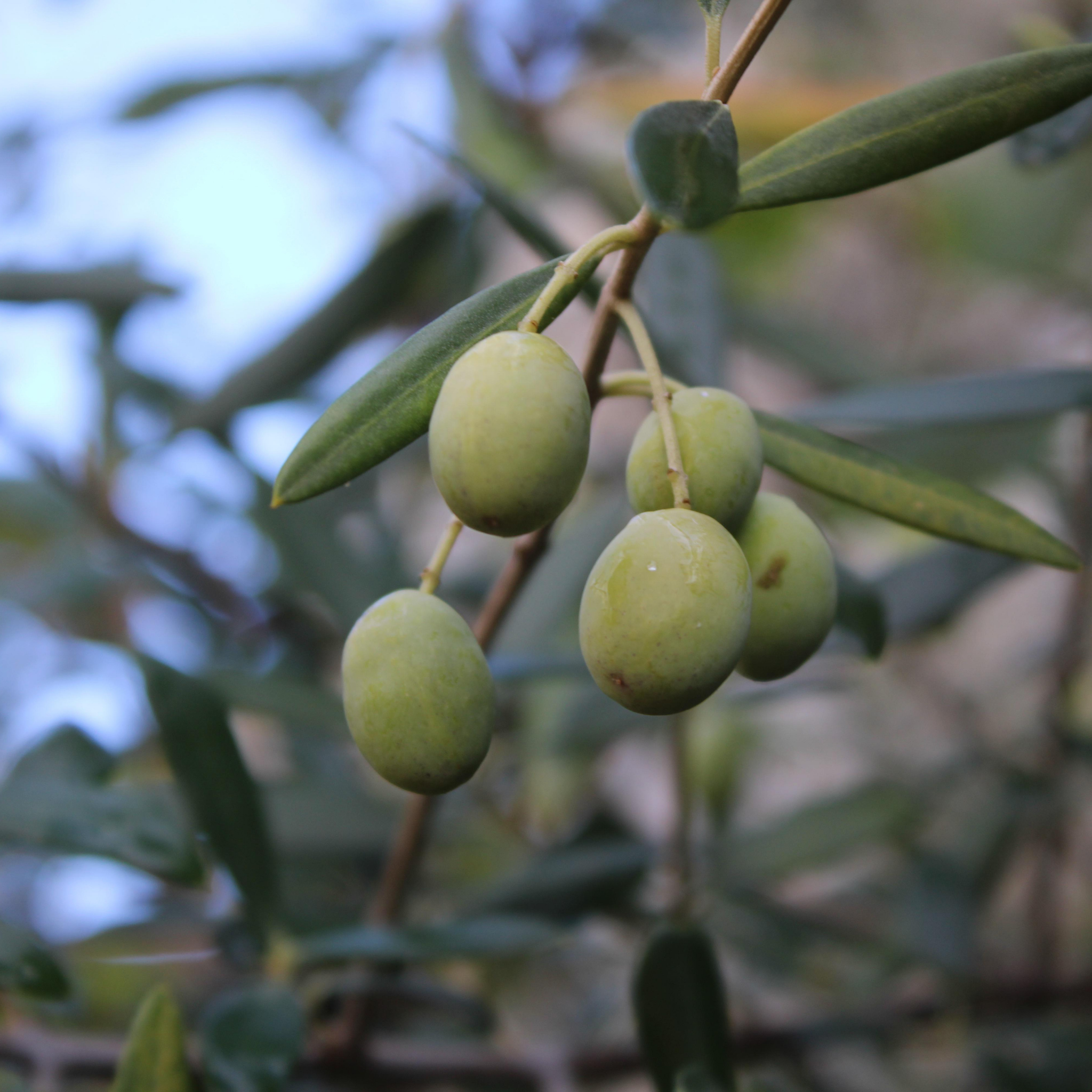 Dwarf Olive Garden Harvest - Olea europaea Garden Harvest
