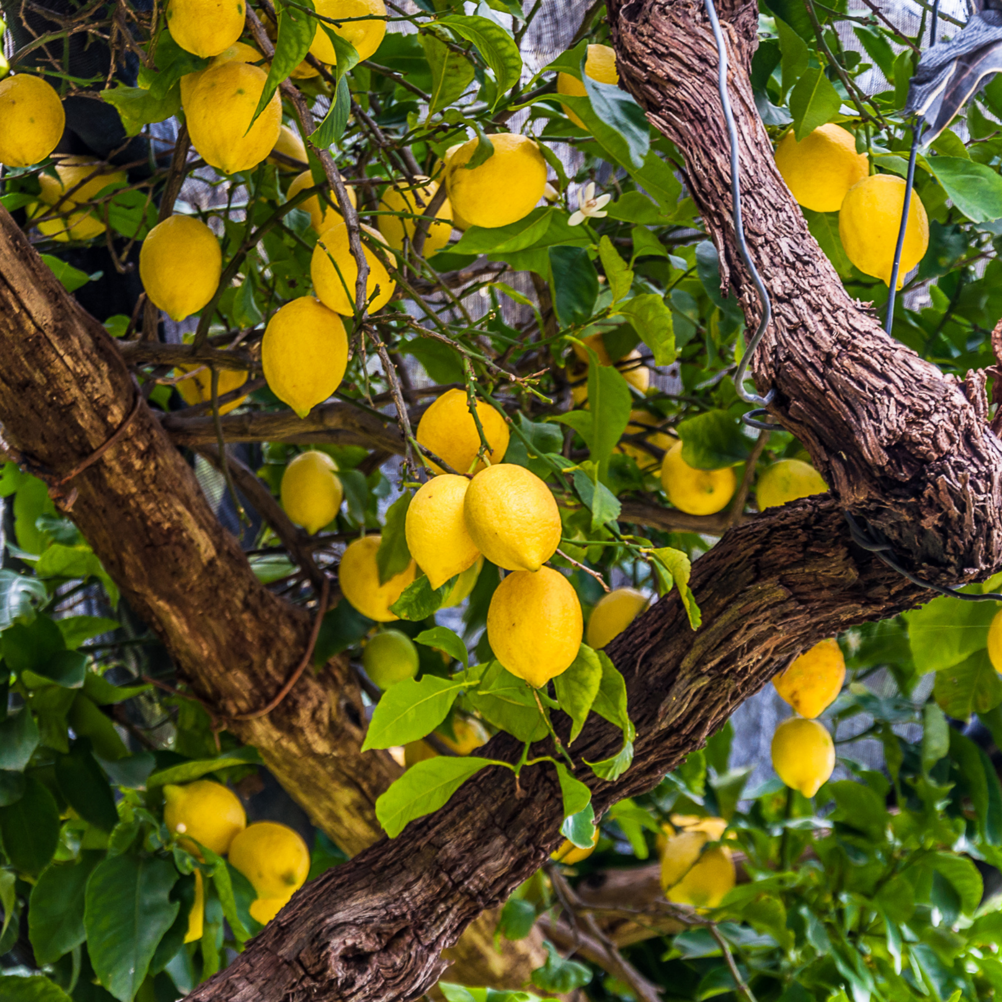 Dwarf Lemon Lots A Lemons - Citrus limon 'Lots A Lemons'