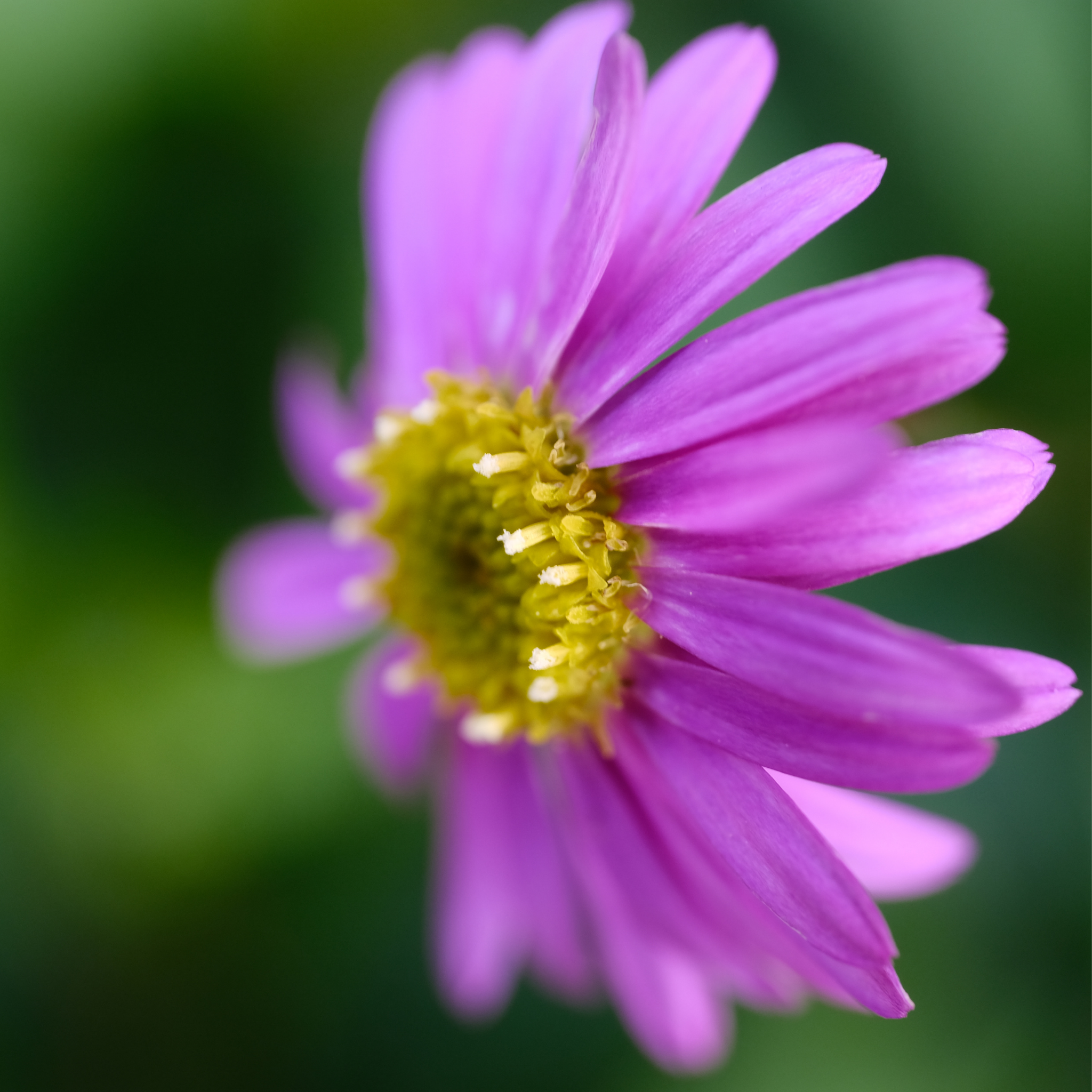 Cut Leaf Daisy Break O Day - Brachyscome multifida Break O Day