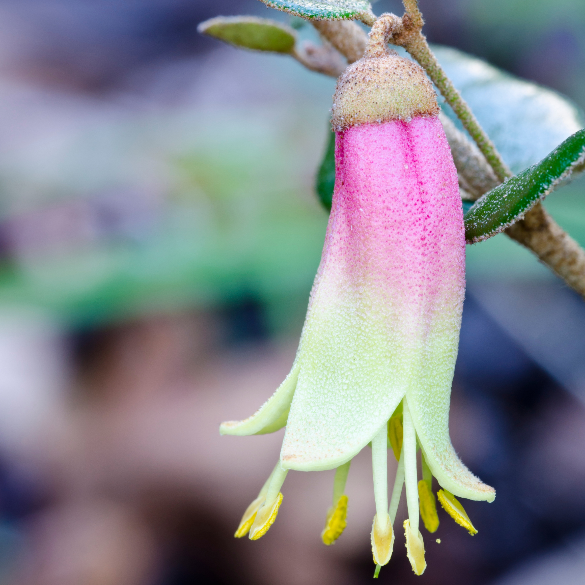 Rock Correa - Correa glabra