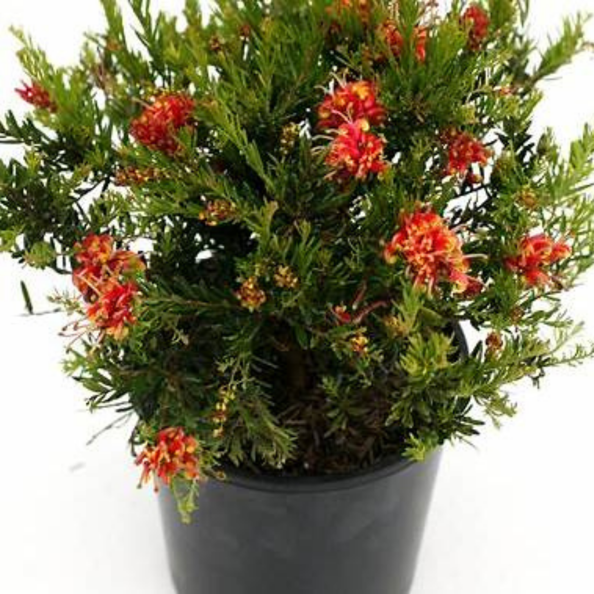 Grevillea 'Winter Flame' - Grevillea alpina rosmarinifoli Winter Flame