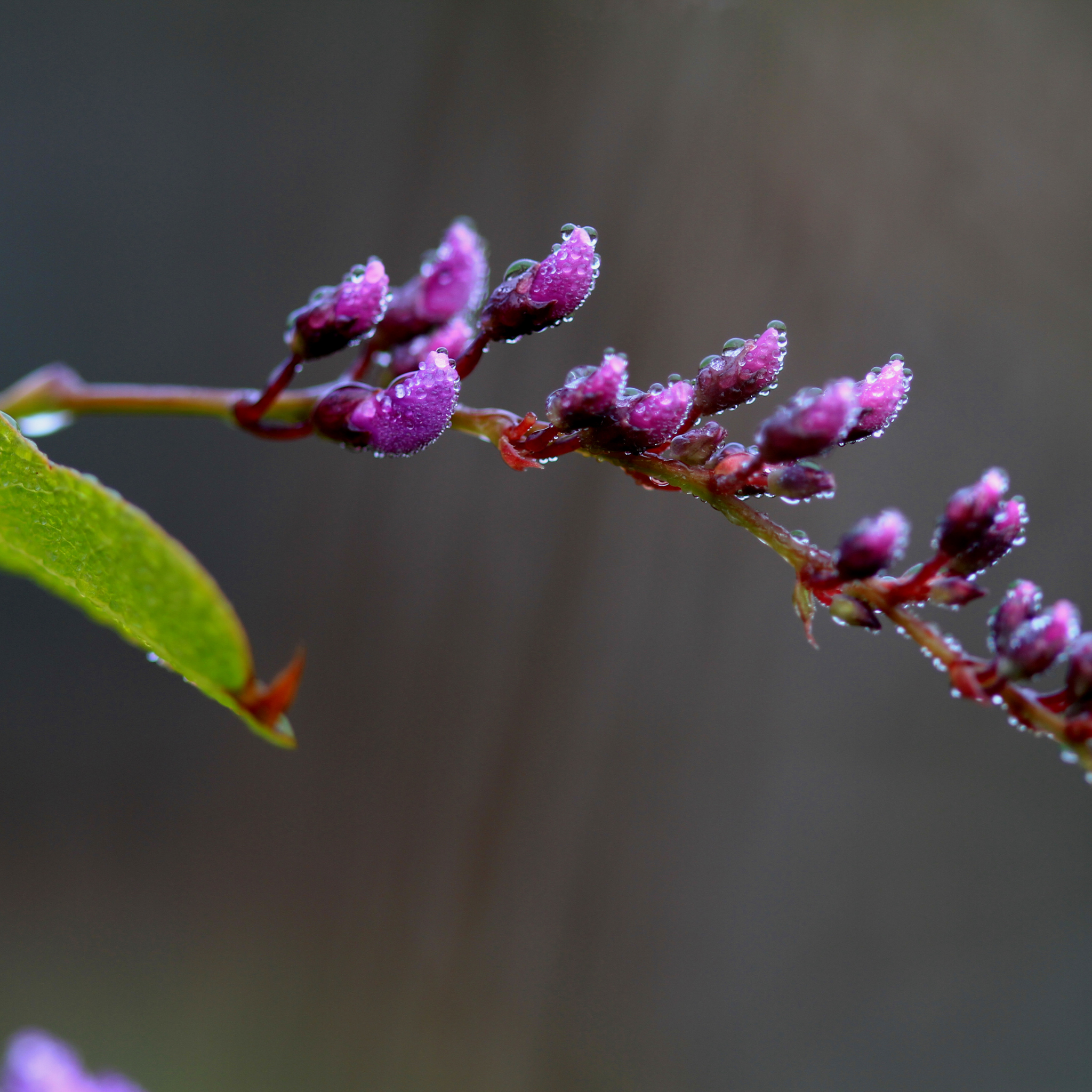 Happy Wanderer Purple Coral Pea - Hardenbergia violacea Meema