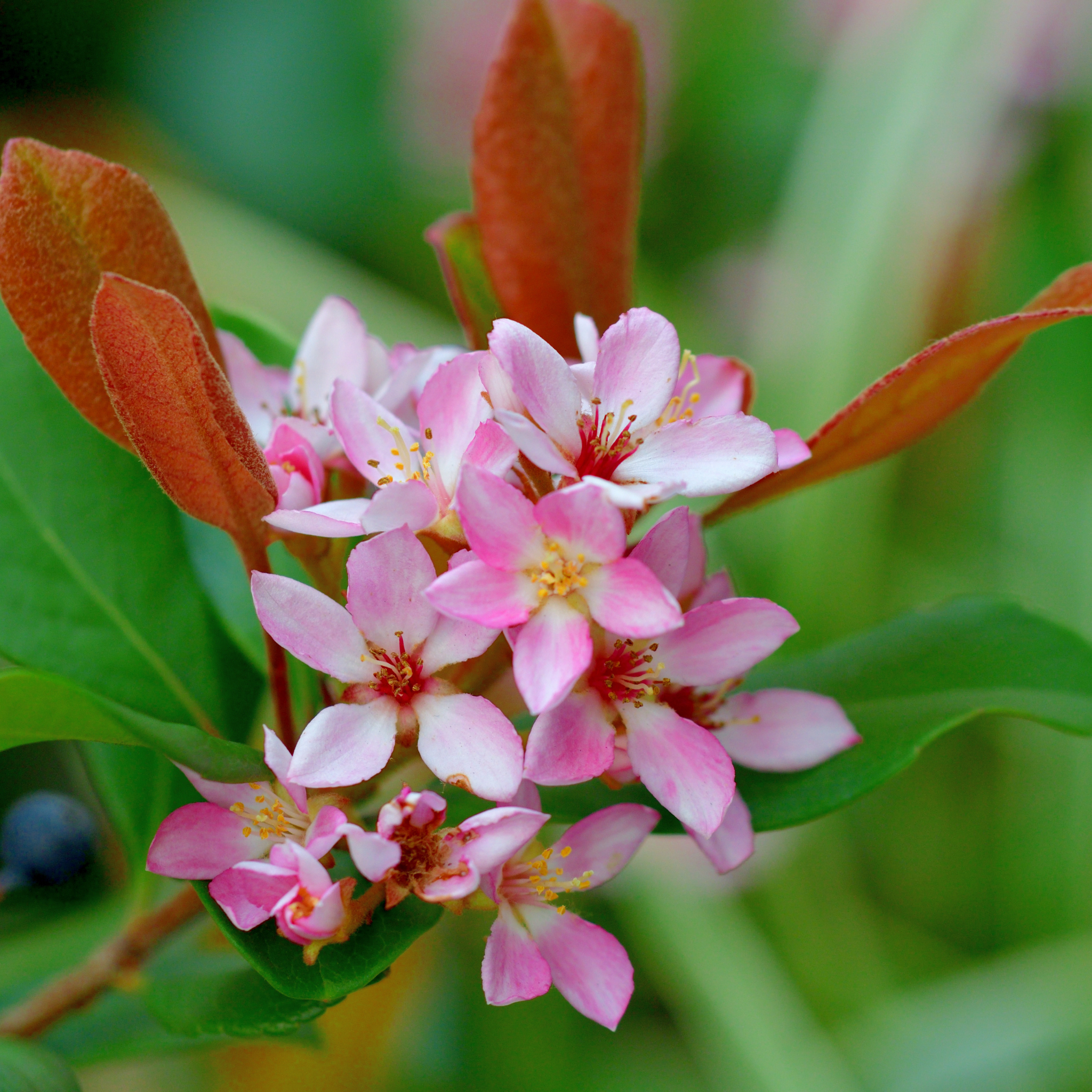 Indian hawthorn - Rhaphiolepis indica