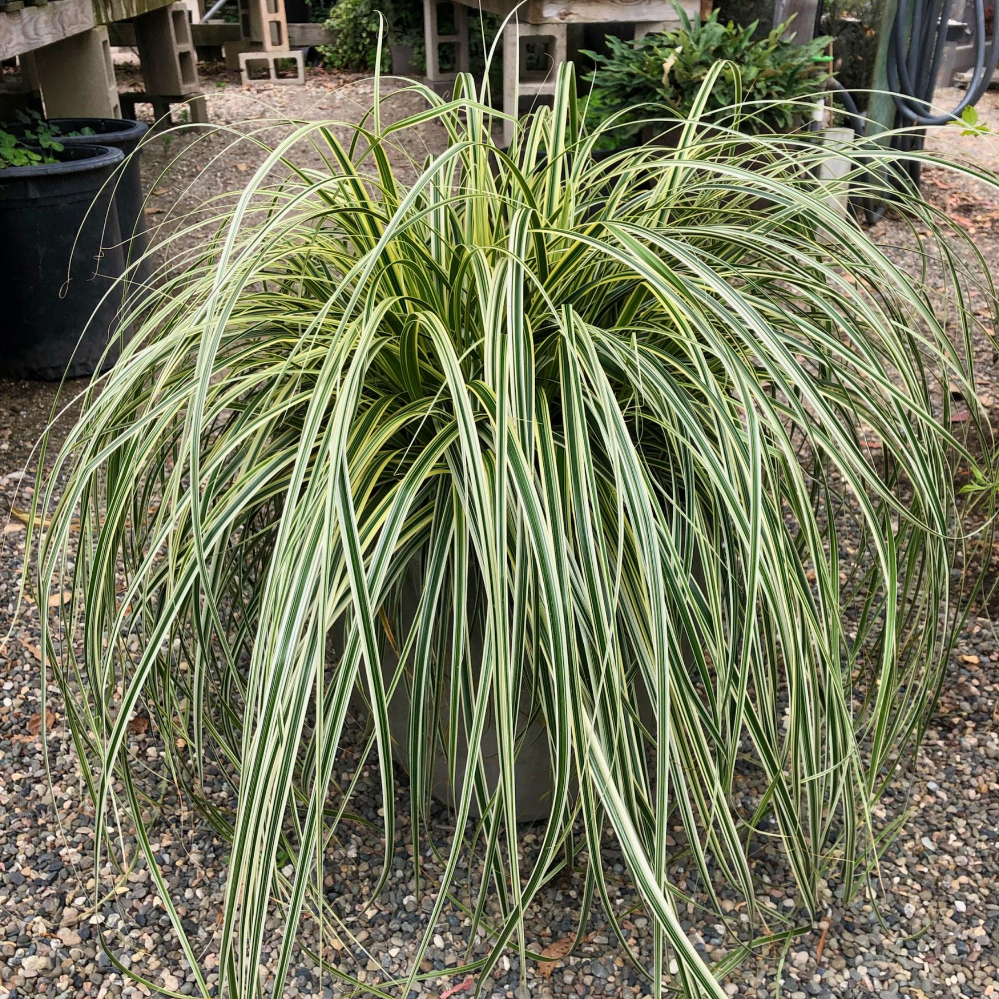 Japanese Variegated Sedge - Carex oshimensis 'Feather Falls'