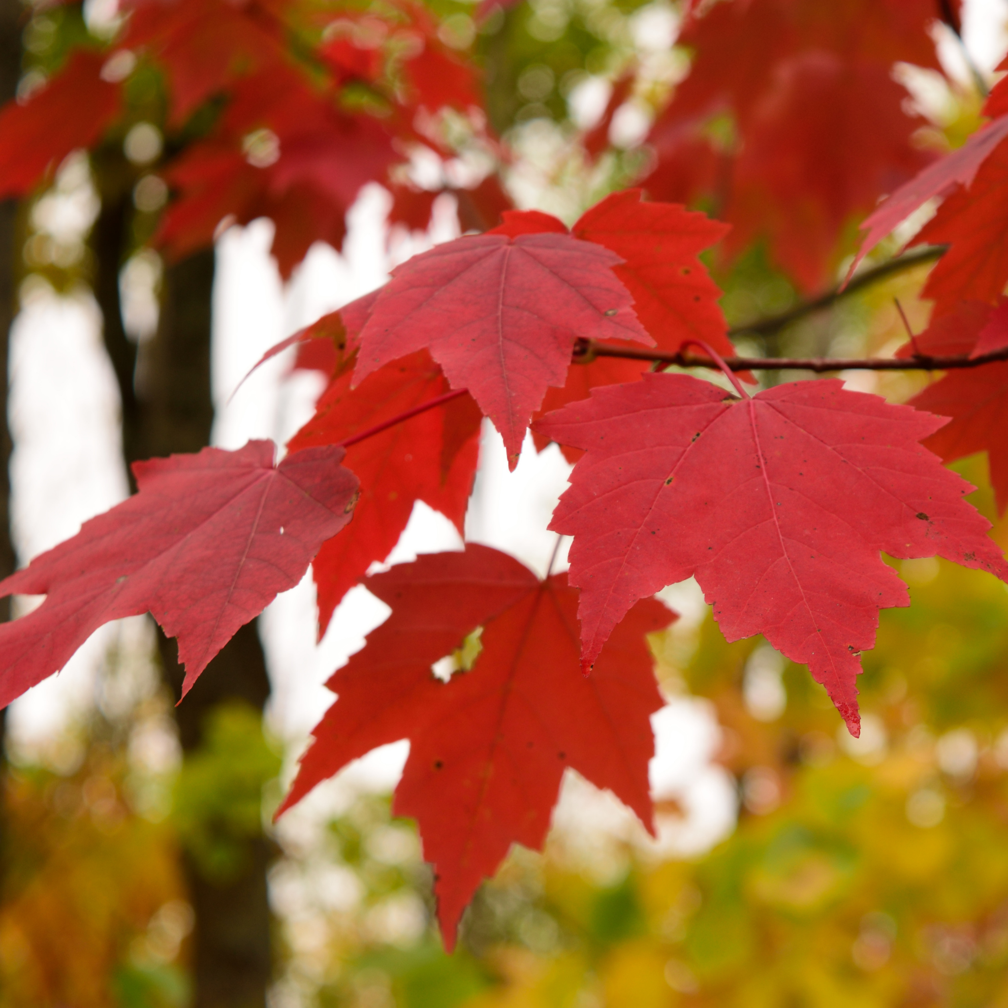 Close-up of red maple leaves with a blurred natural background