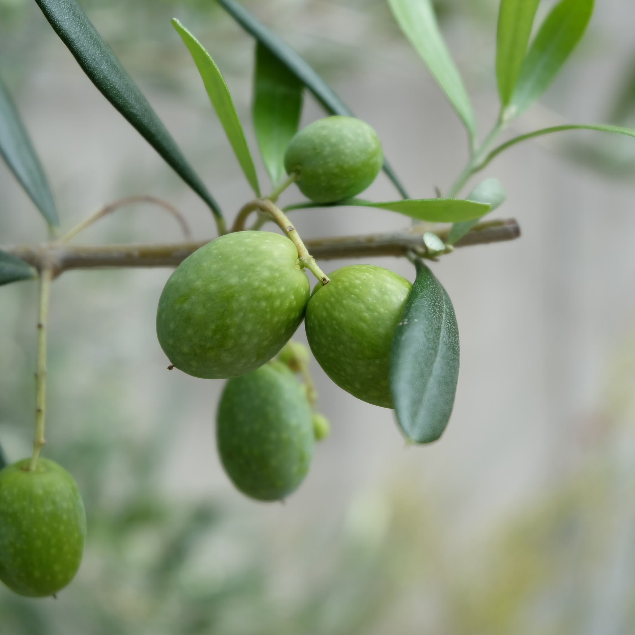 Manzanillo Olive Tree - Olea europaea Manzanillo