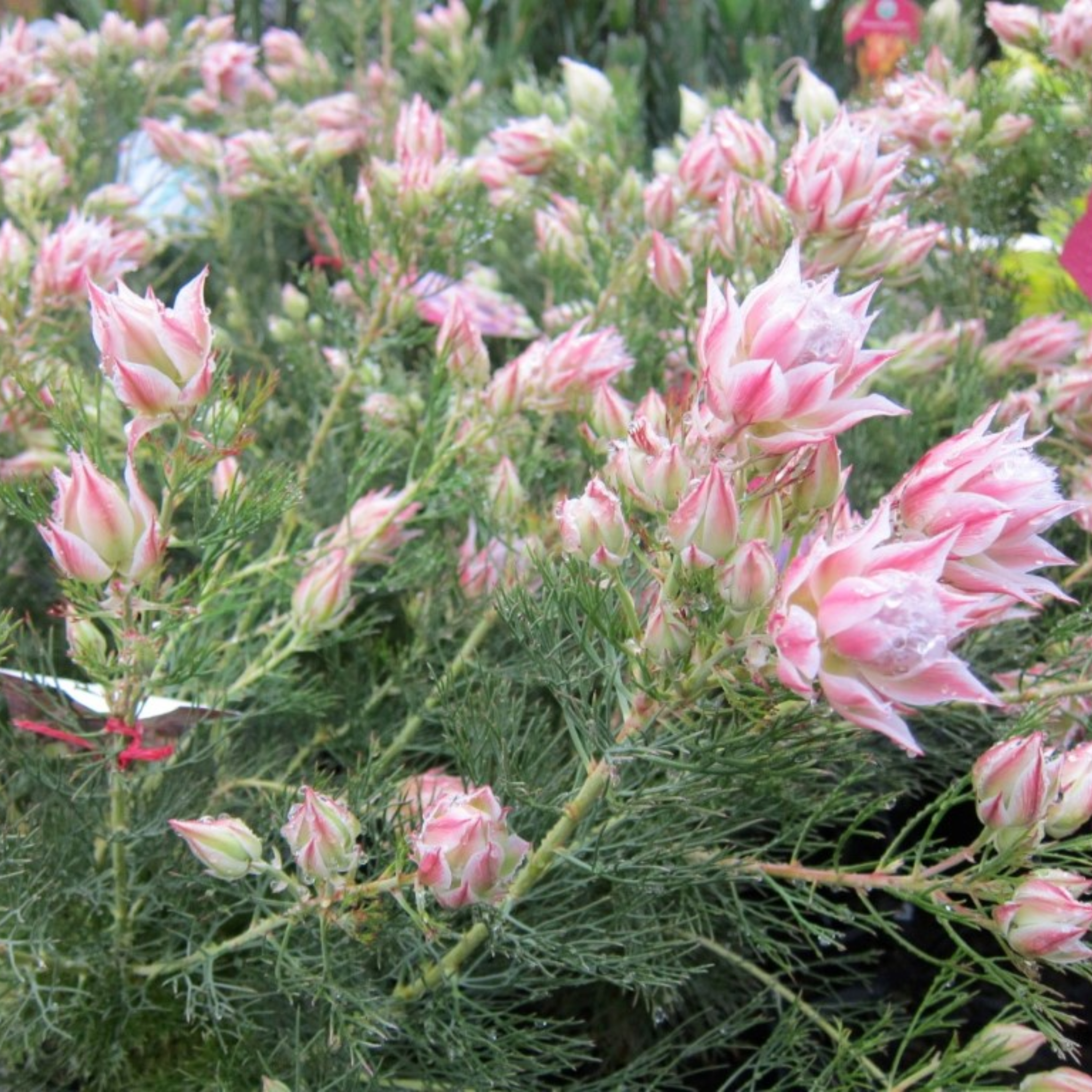 Pretty N Pink Blushing Bride - Serruria florida rosea Pretty N Pink