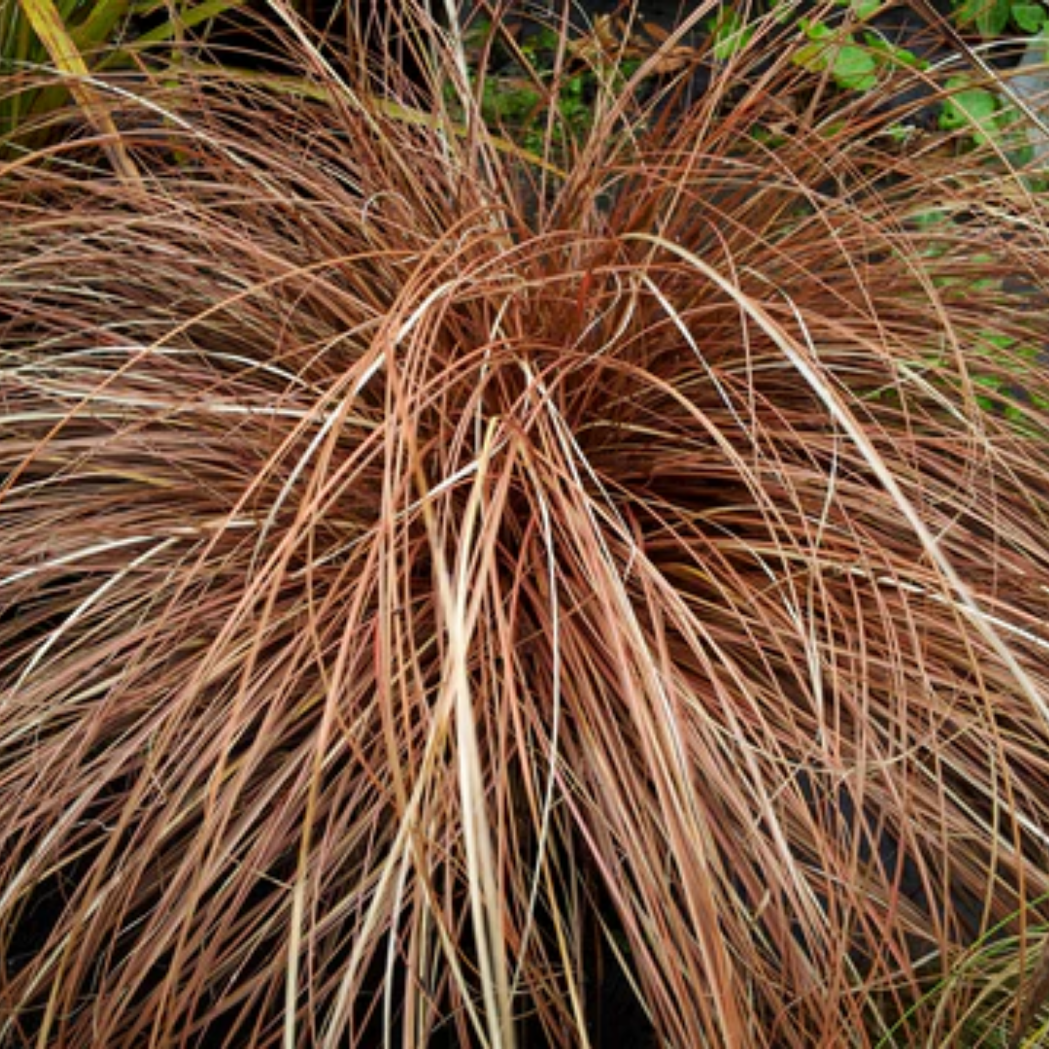 Close-up of a plant with brown and beige strands