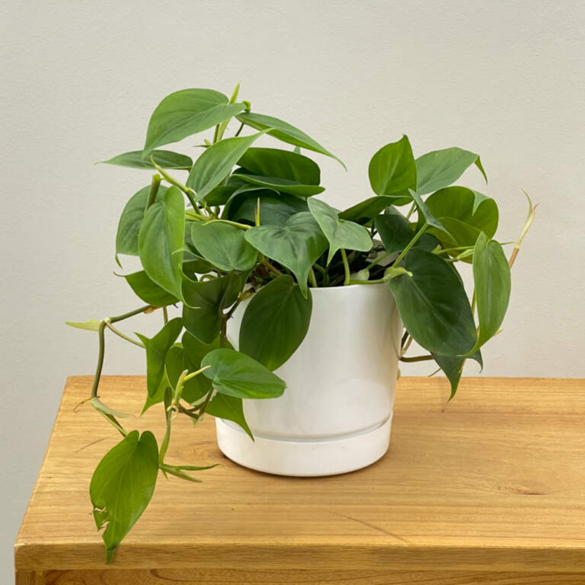 Heart Leaf Philodendron - Philodendron cordatum