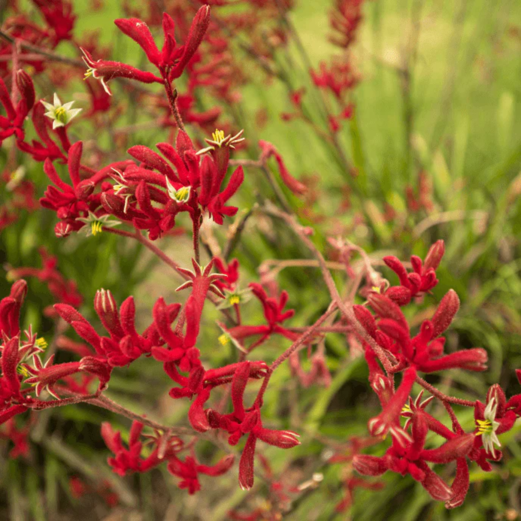 Tall Red Kangaroo Paw 'Big Red' - Anigozanthos hybrida