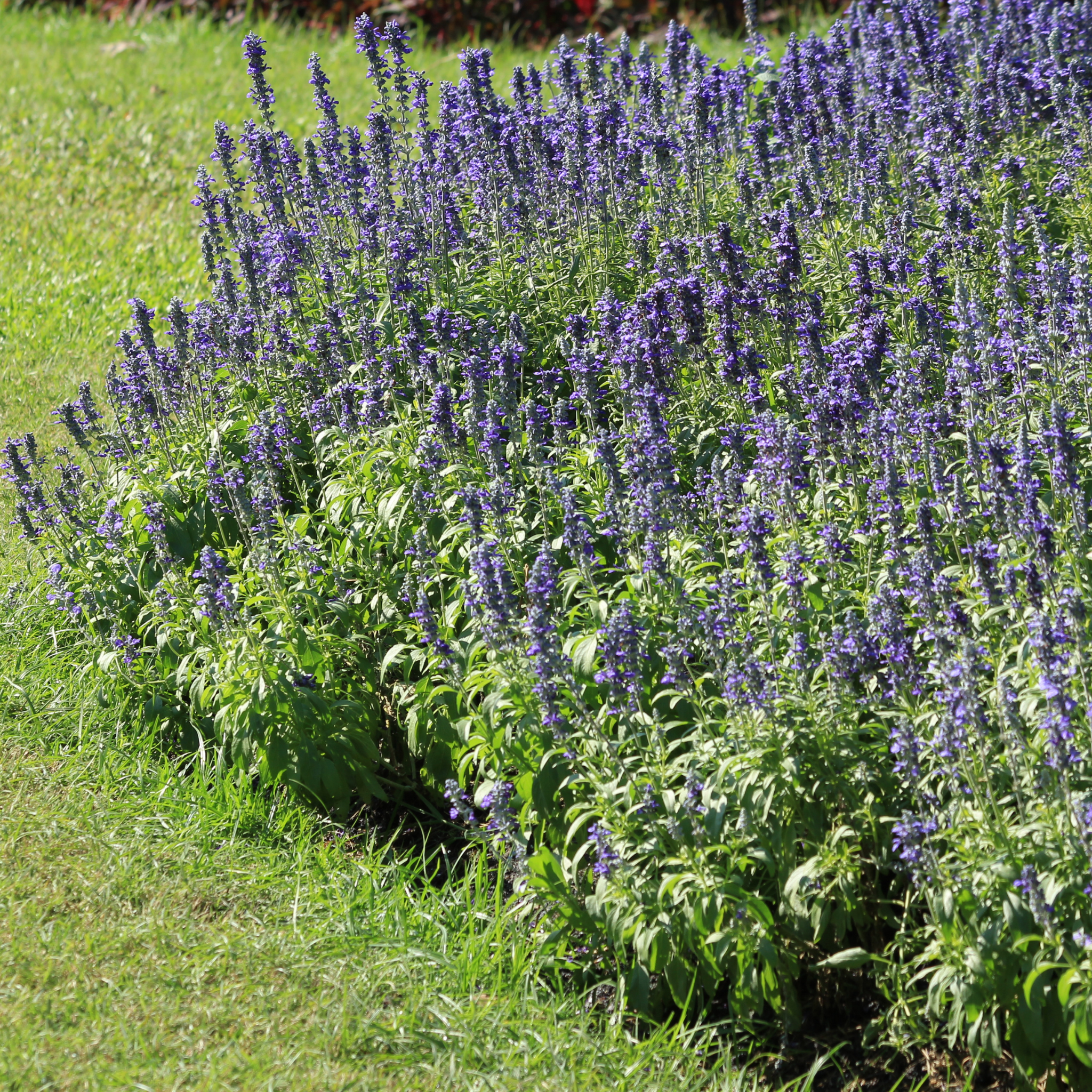 English Lavender - Lavandula angustifolia