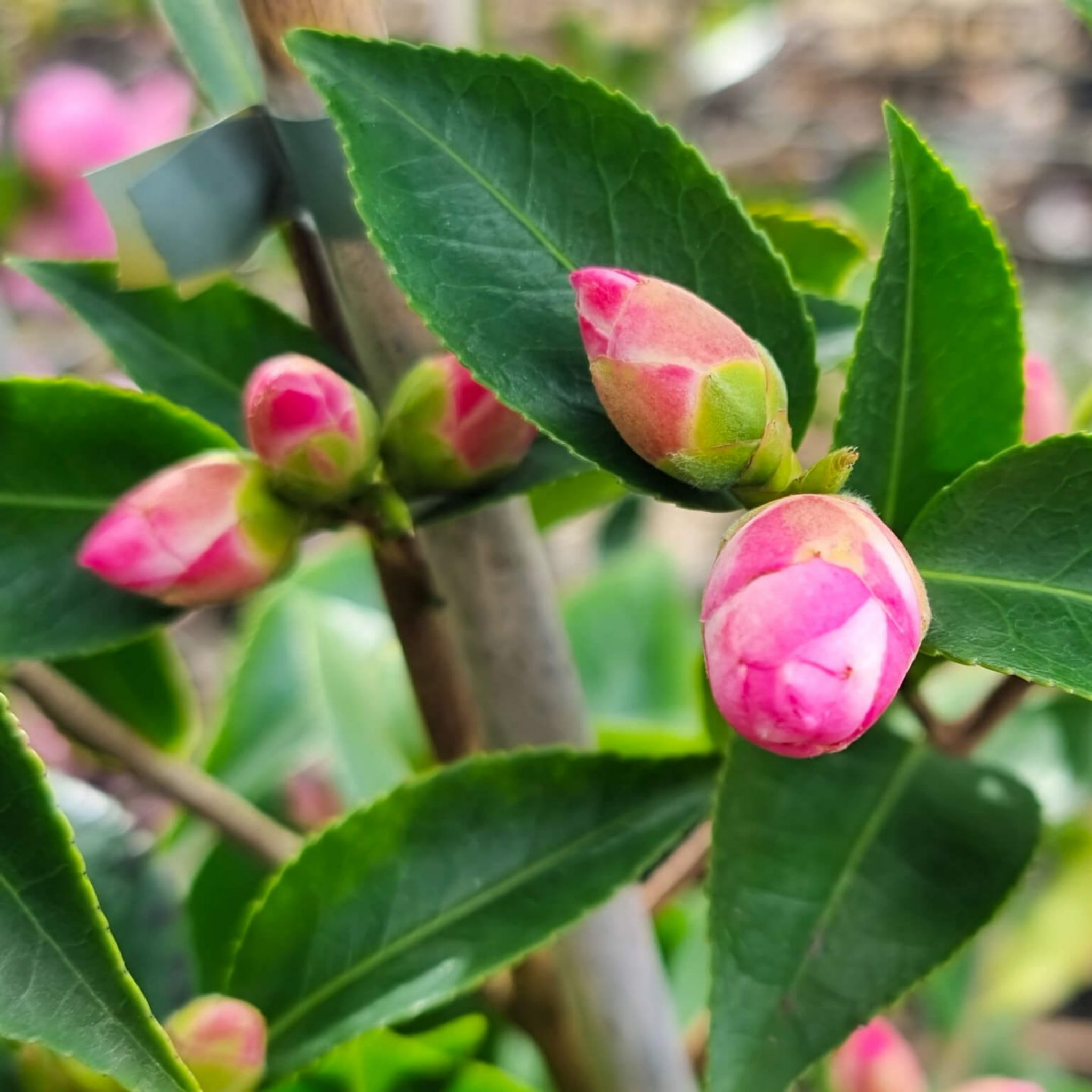 Camellia Sweet Jane - Camellia hybrida 'Sweet Jane'