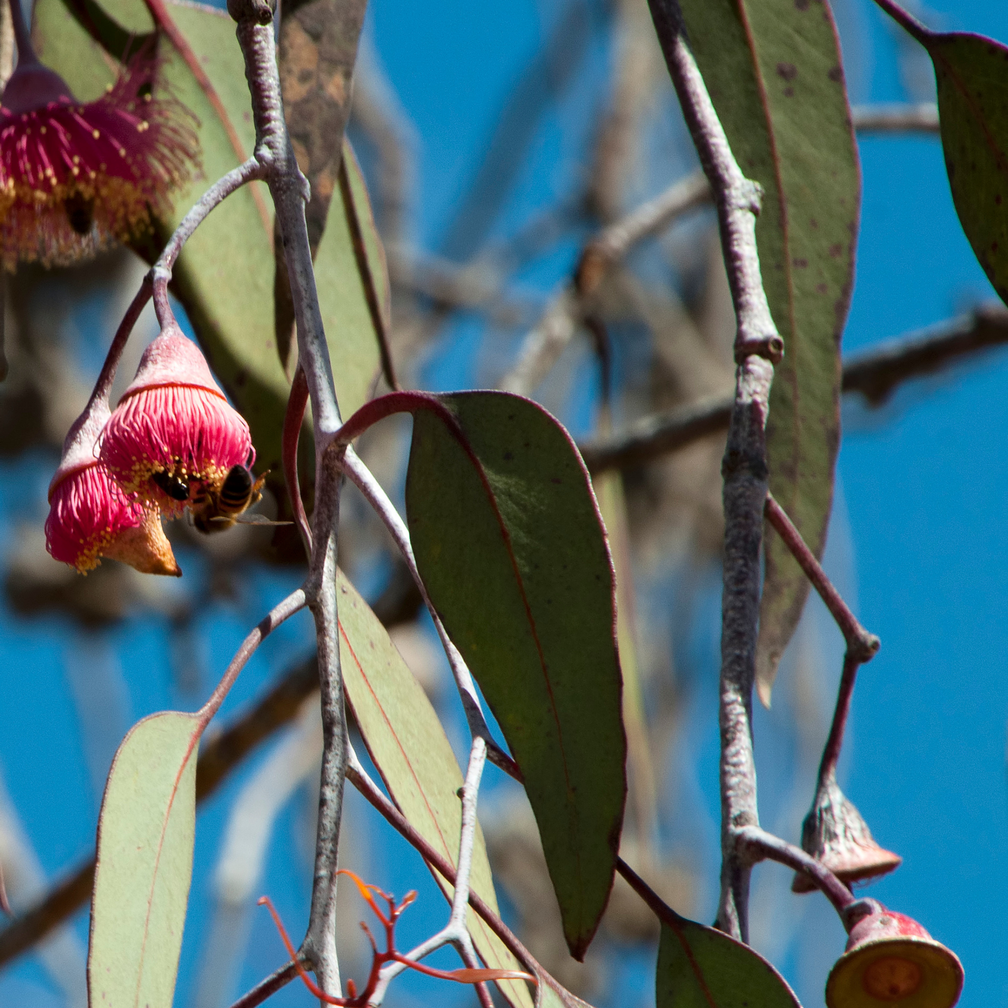 Eucalyptus Silver Princess Gum - Eucalyptus caesia Silver Princess