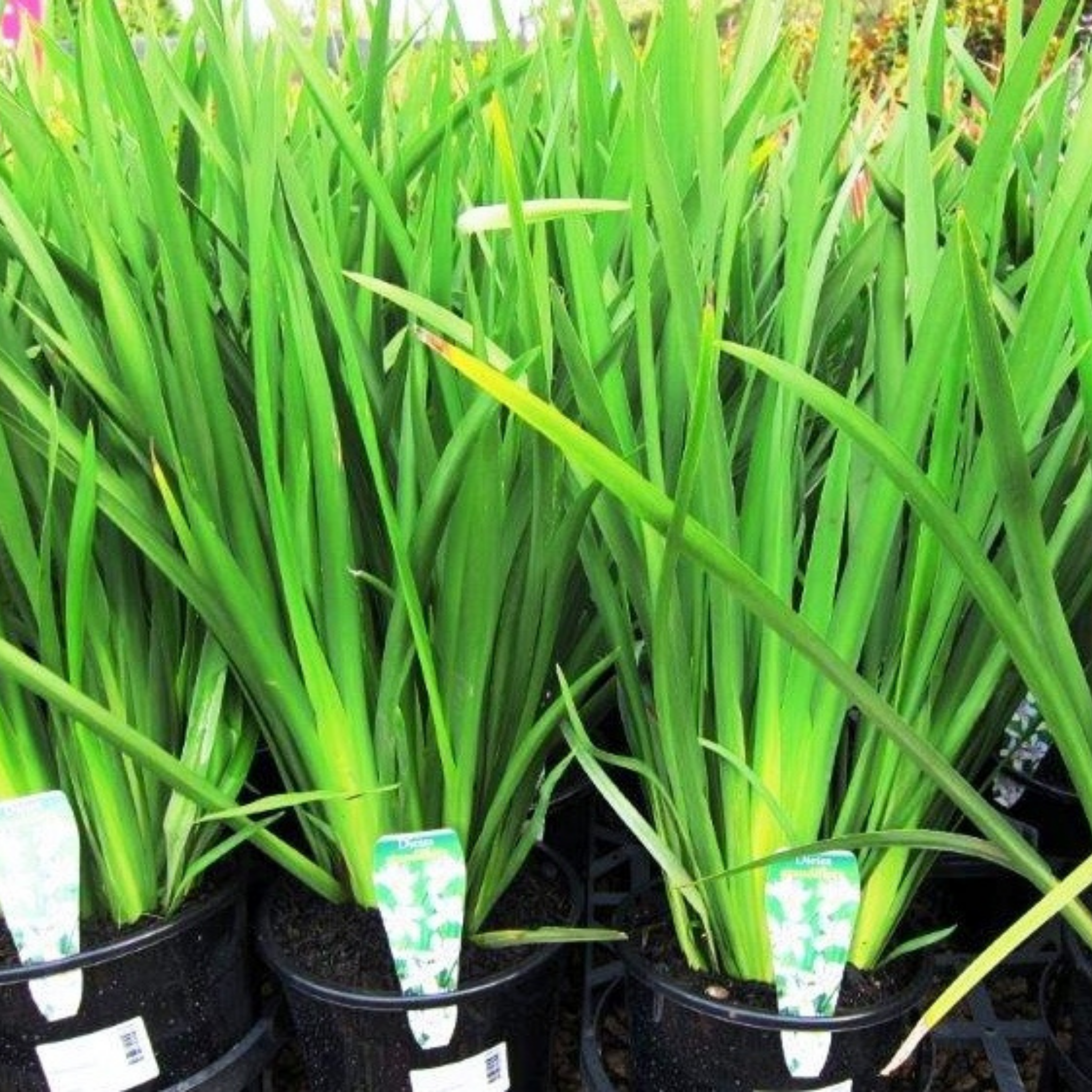 Large Wild Iris - Dietes grandiflora