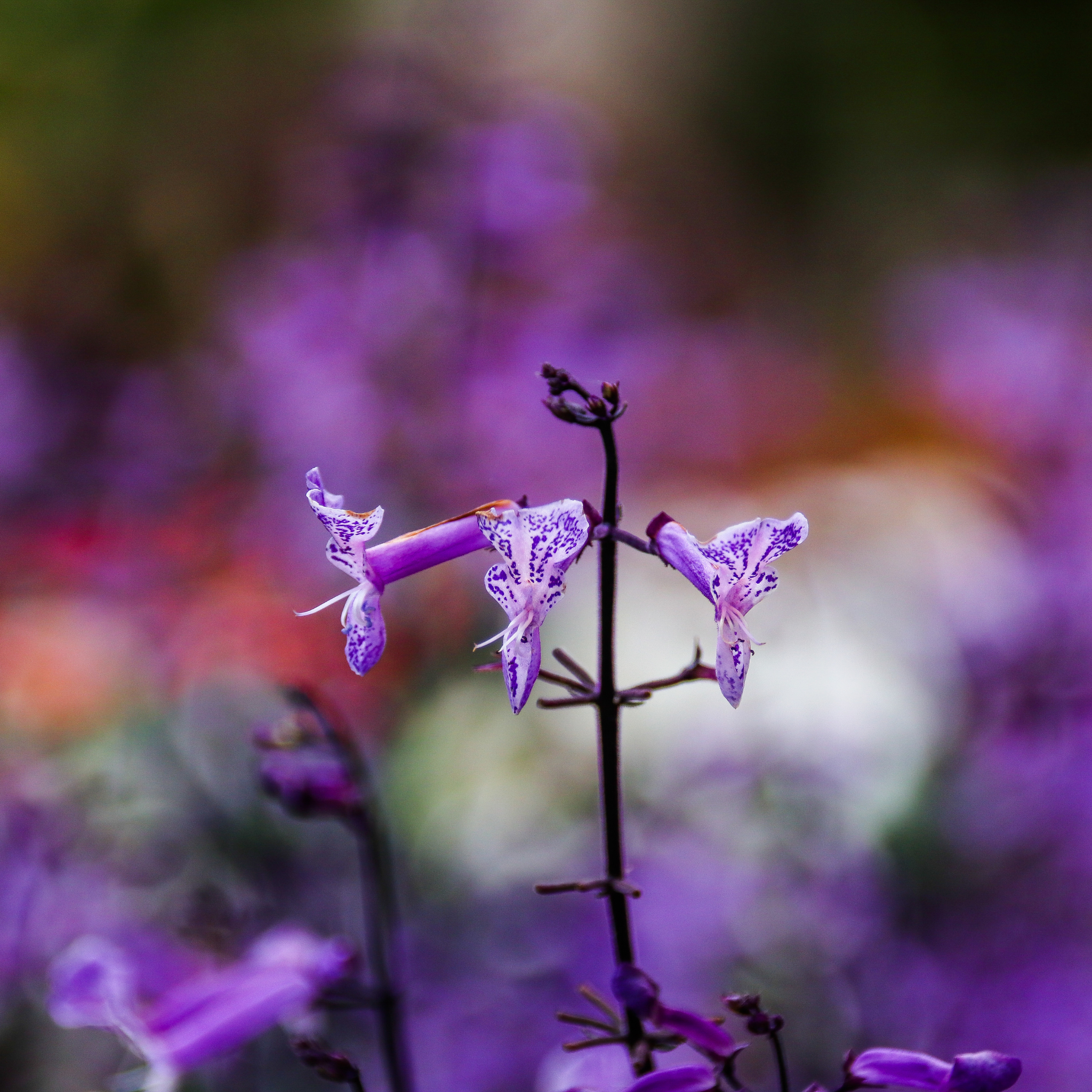 Mona Lavender Spur Flower - Plectranthus hybrida Mona Lavender PBR