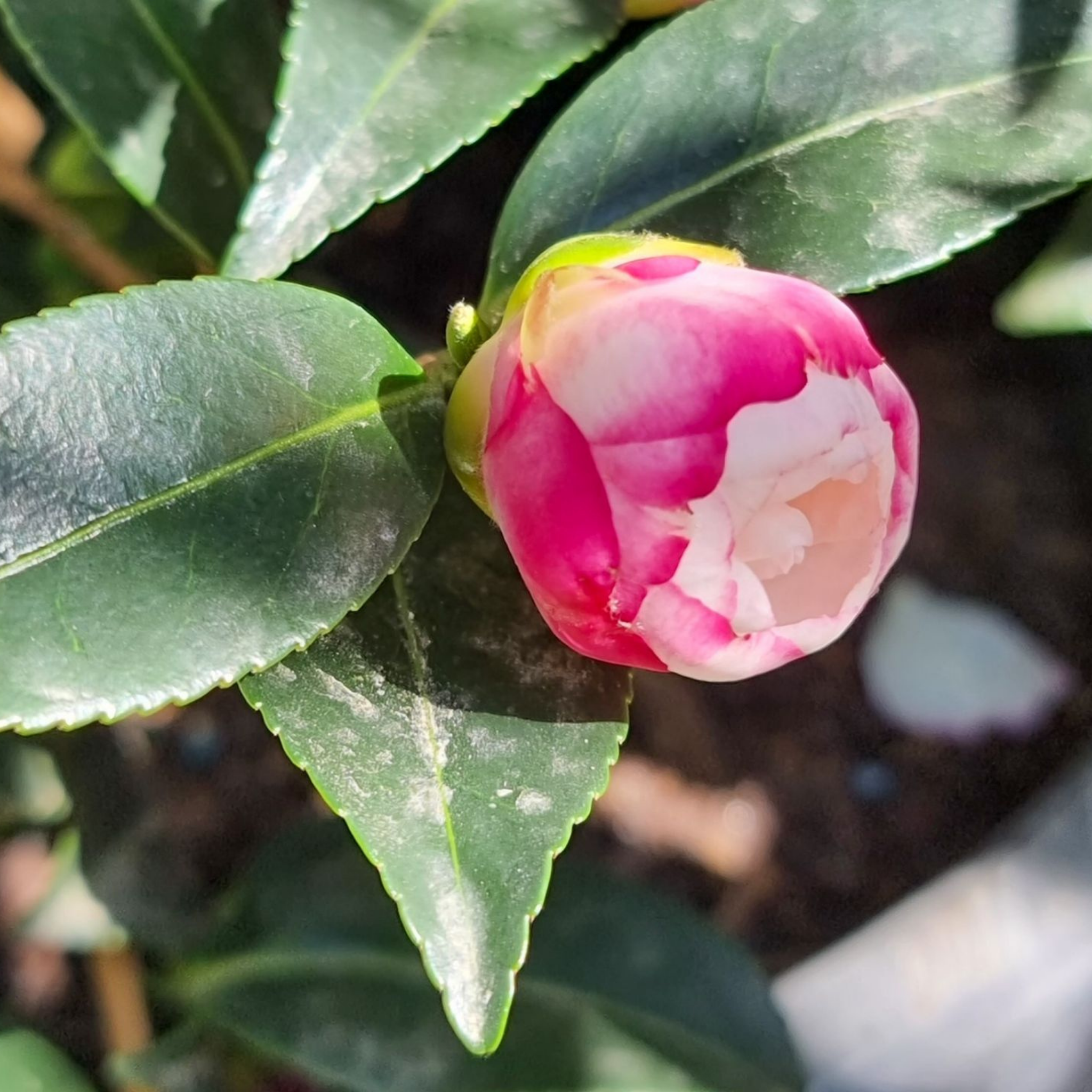 Camellia Paradise Blush - Camellia sasanqua 'Paradise Blush'