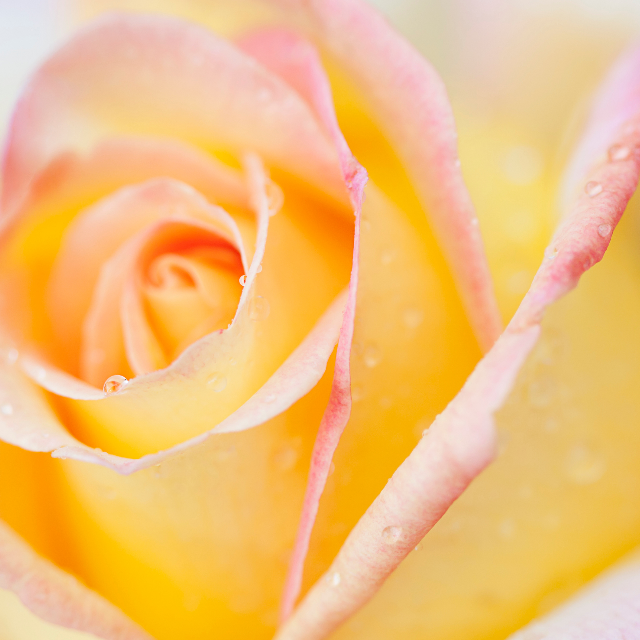 Peace Hybrid Tea Rose - Rosa Peace