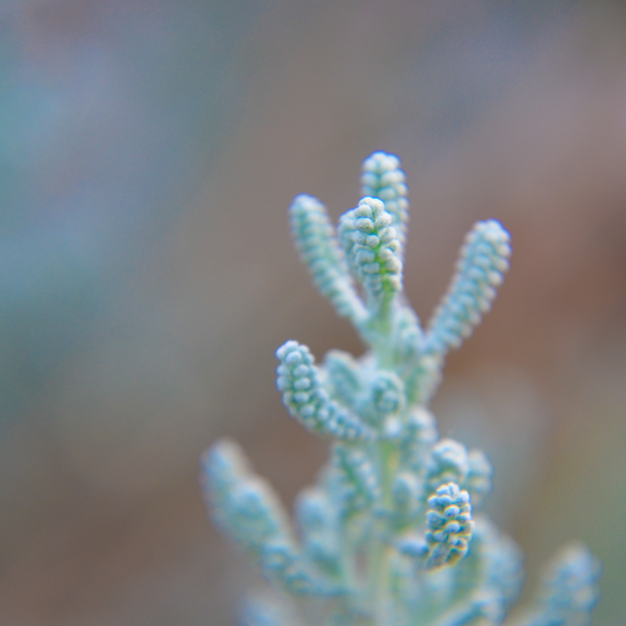 Cotton Lavender - Santolina chamaecyparissus
