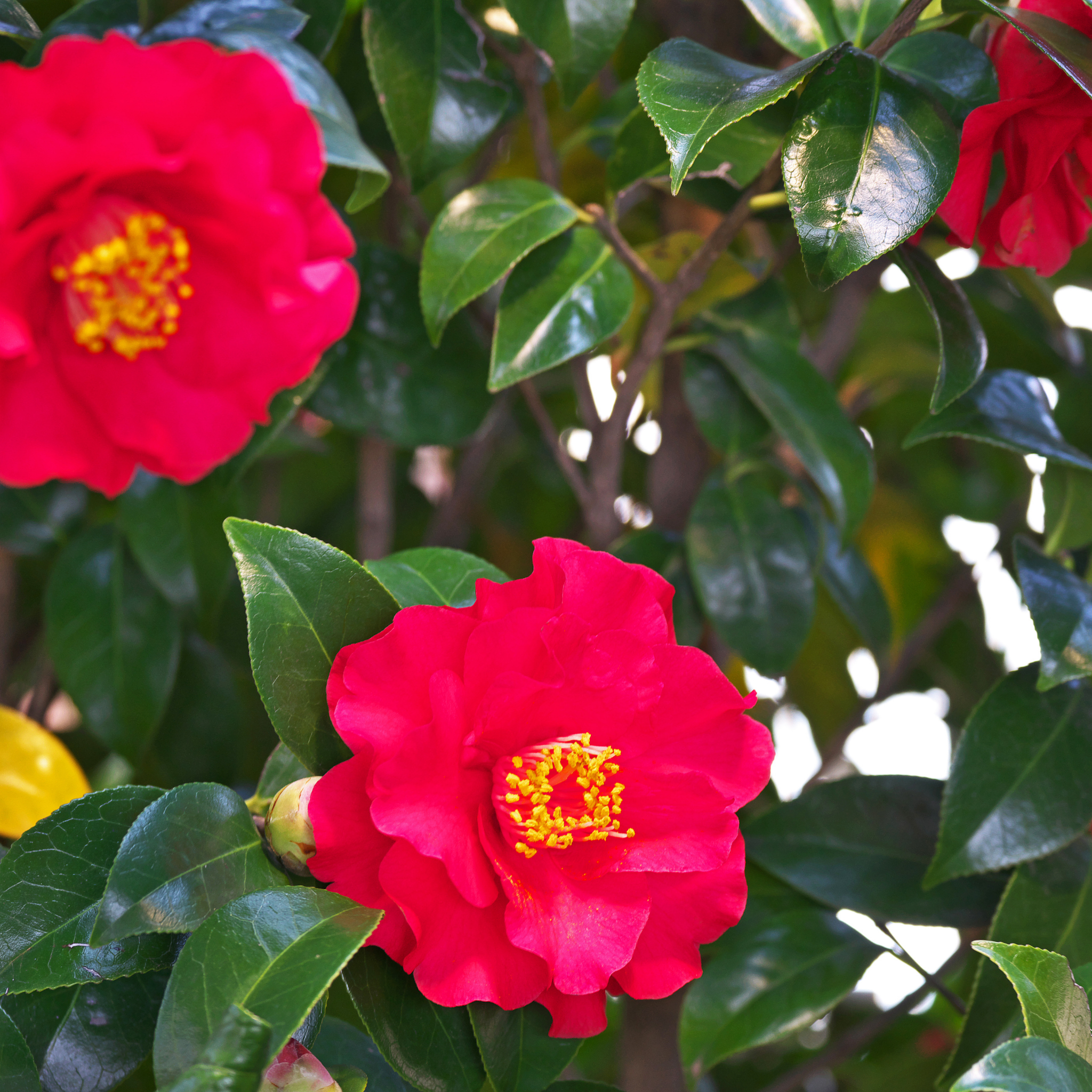 Camellia japonica Wildfire
