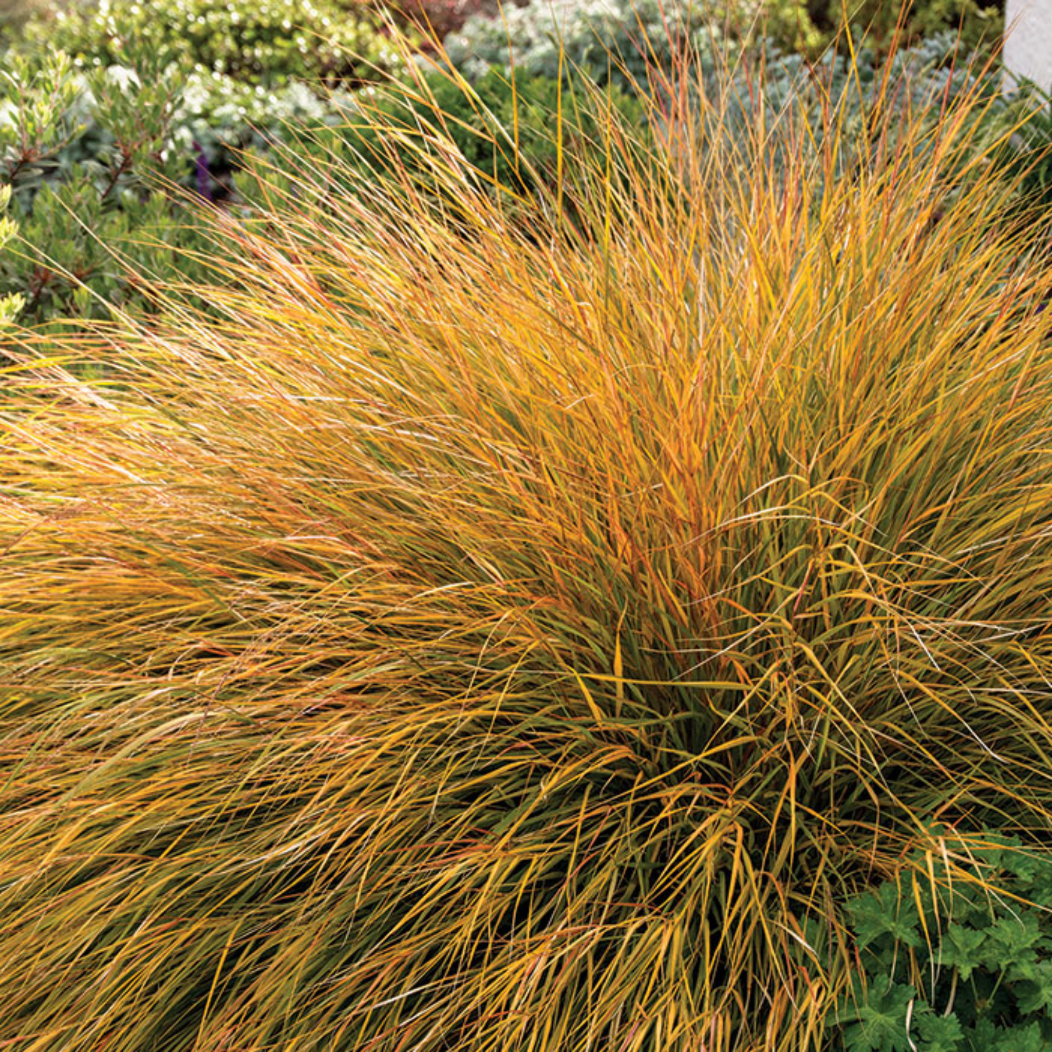 Gold-colored ornamental grass in a garden setting